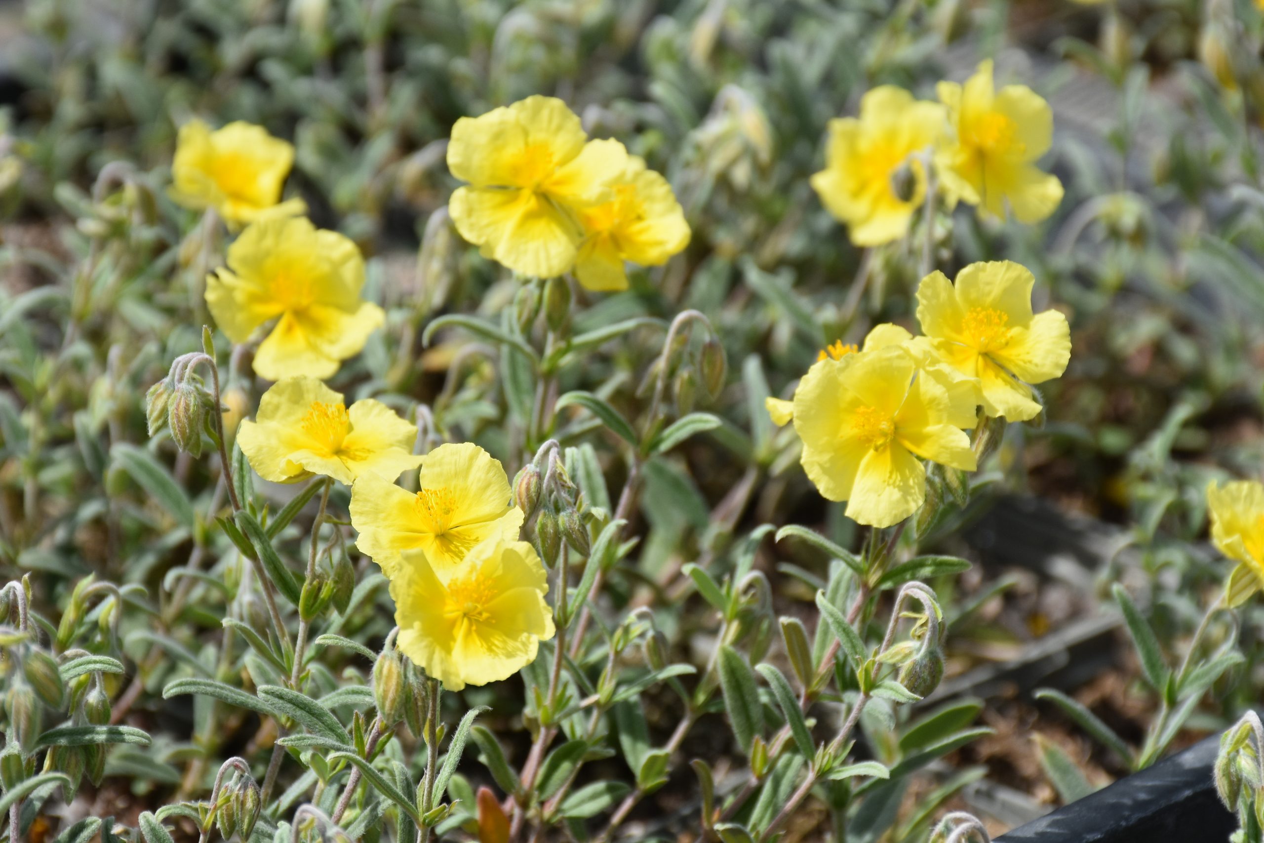13186_helianthemum_cult_banana_boulder_XS_003.jpg