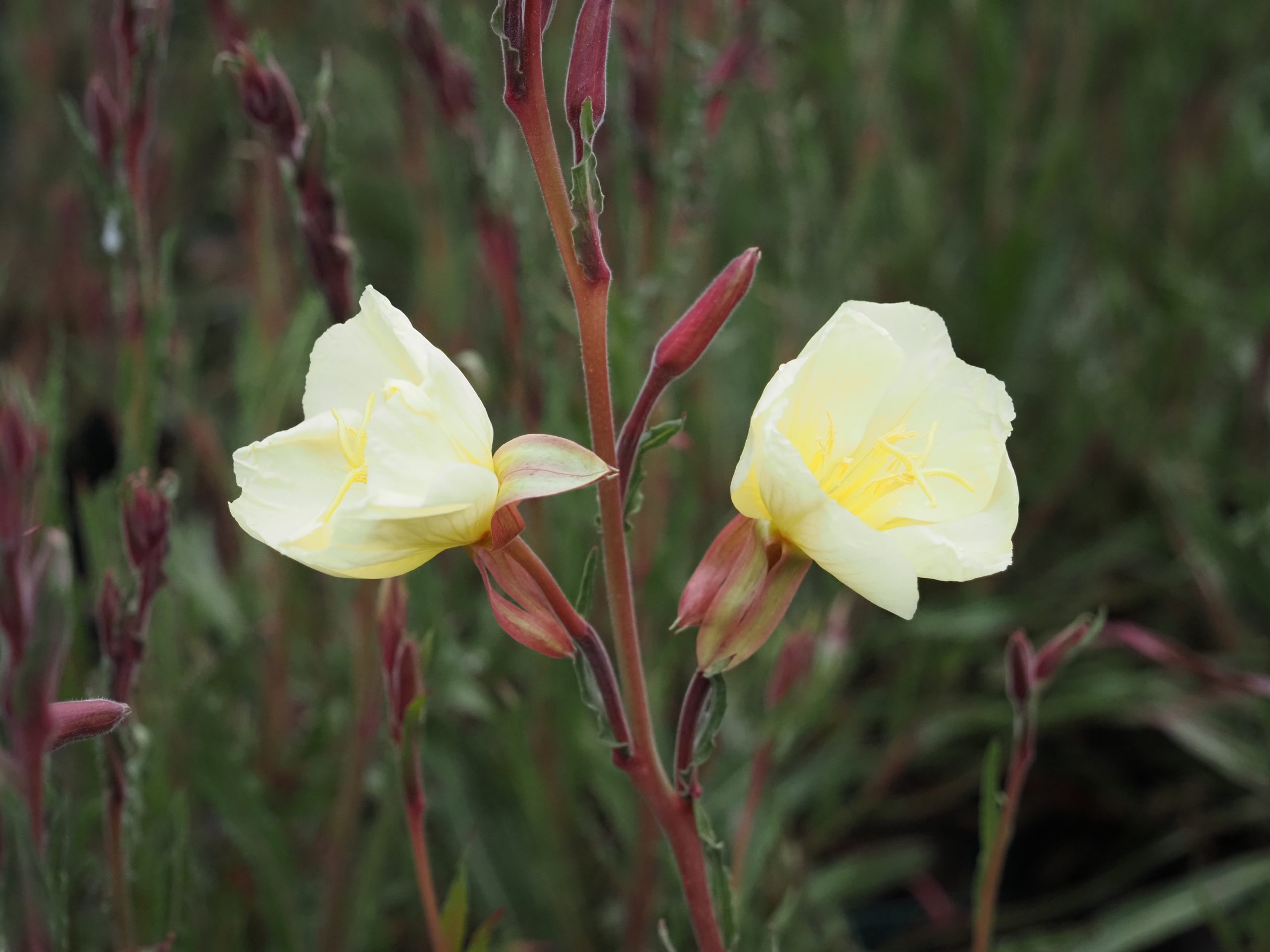 13188_oenothera_odorata_sulphurea_BG_004.jpg