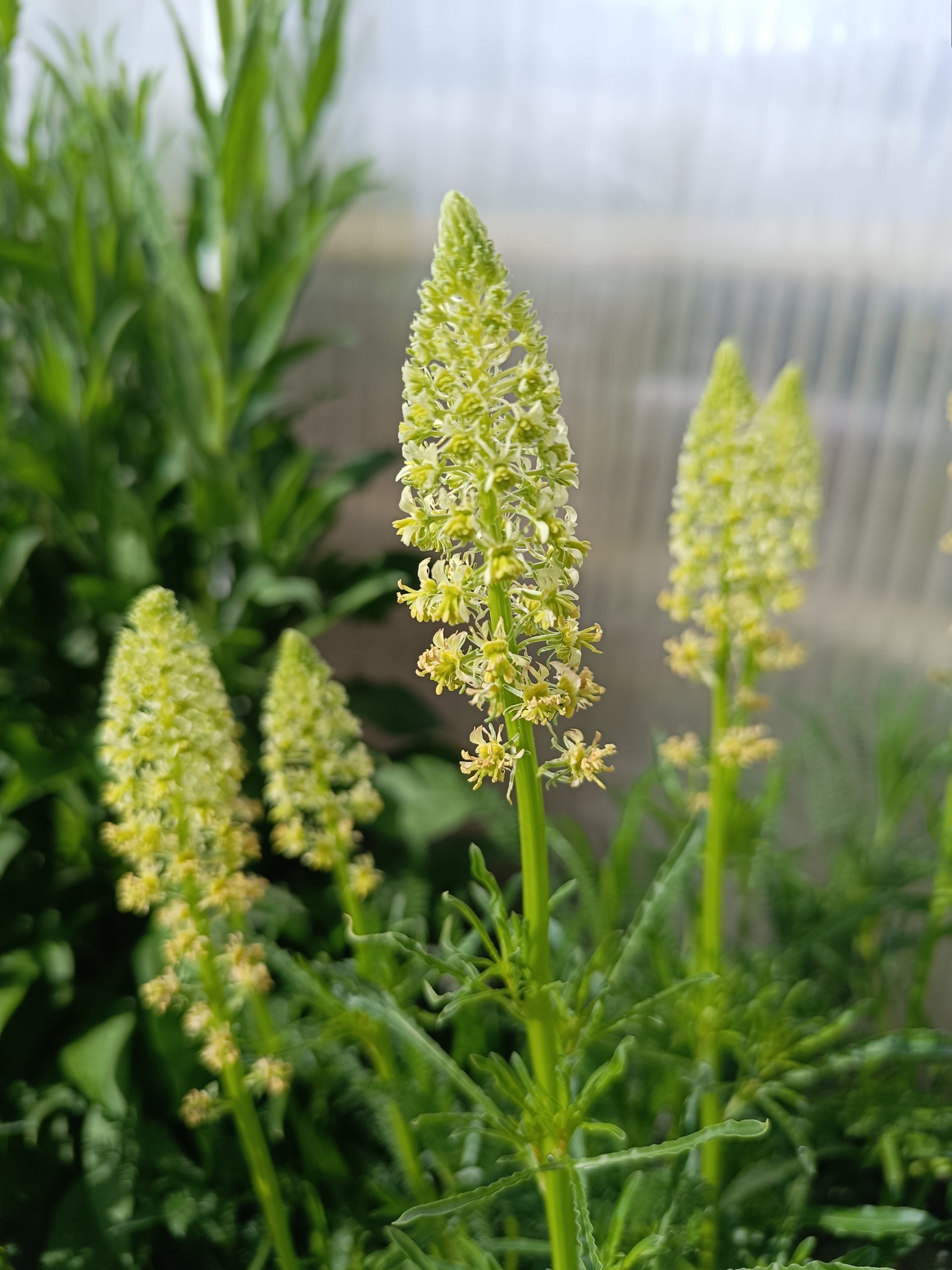 13194_reseda_lutea_CH_004.jpg