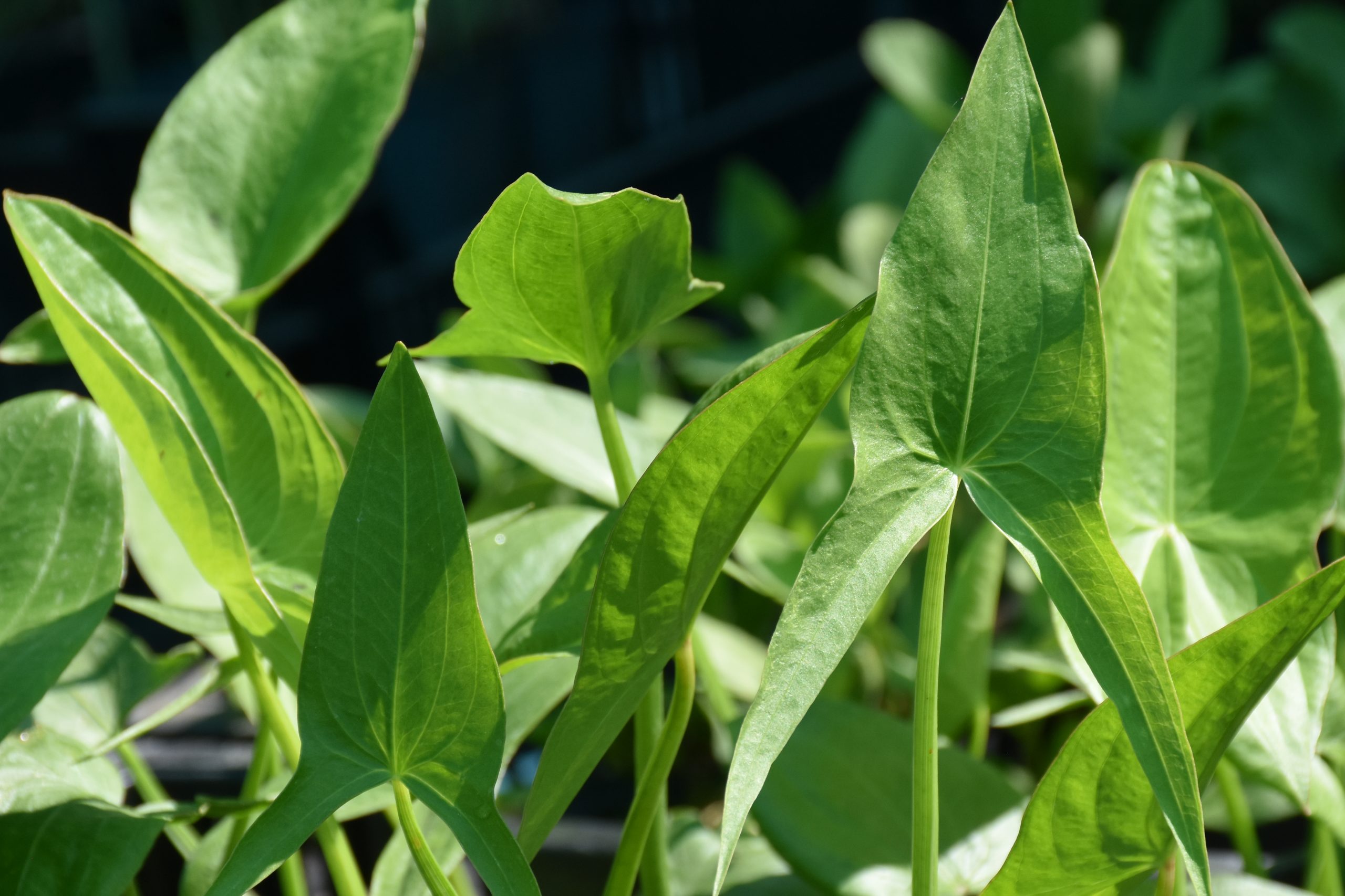 13252_sagittaria_latifolia_XS_003.jpg