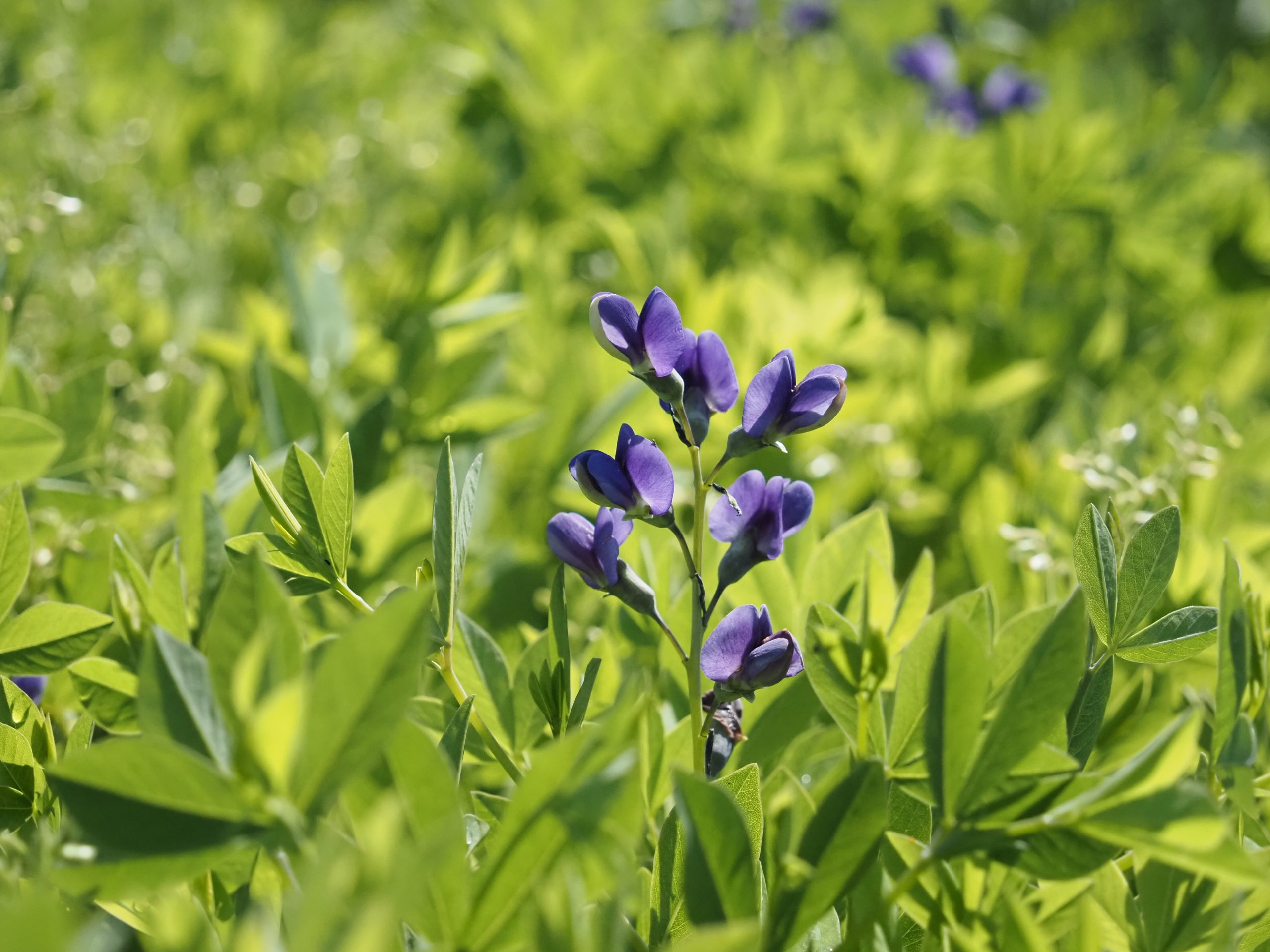 13265_baptisia_decadence_blueberry_sundae_BG_002.jpg