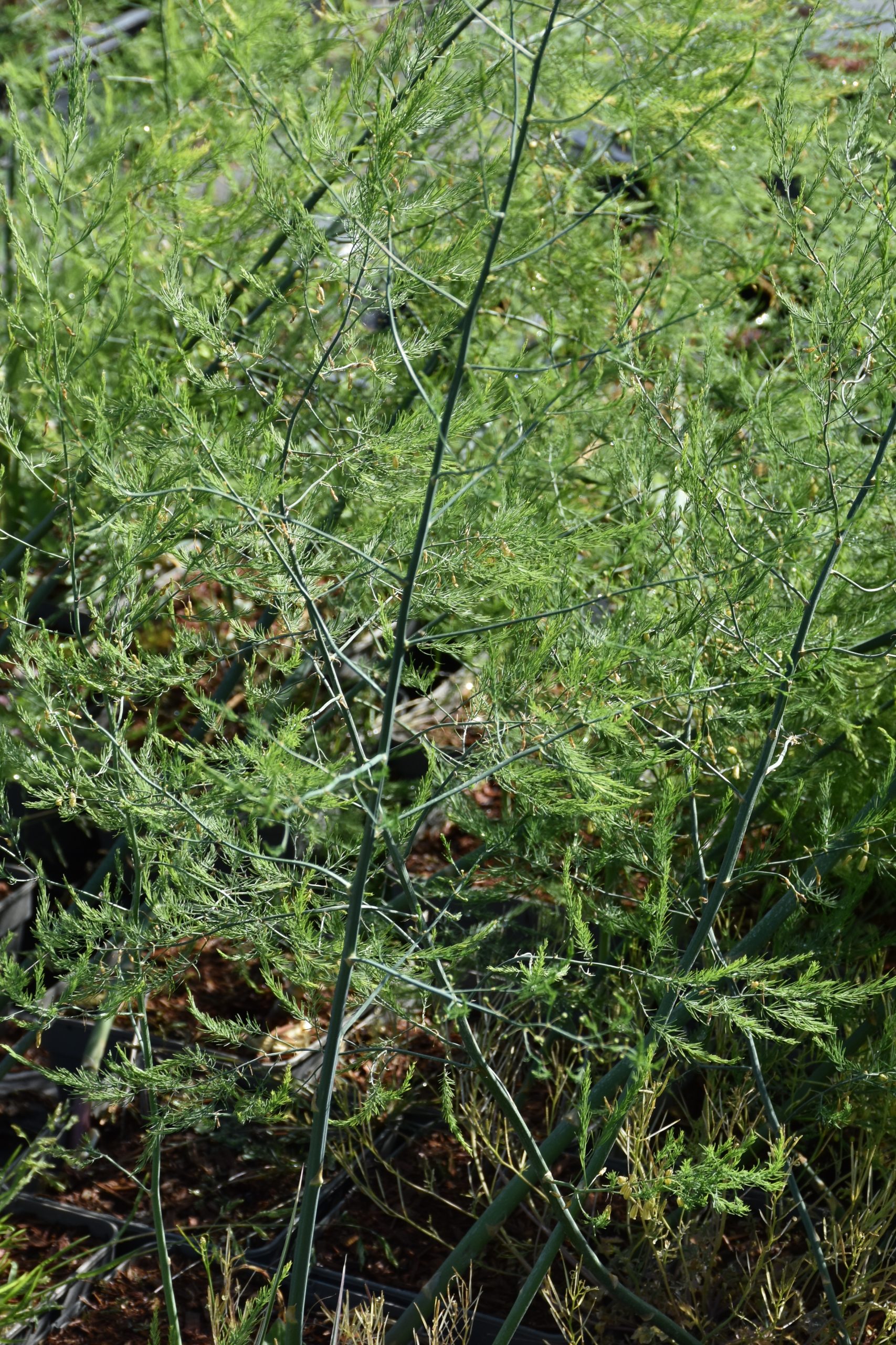 13272_asparagus_officinalis_xenolim_XS_001.jpg