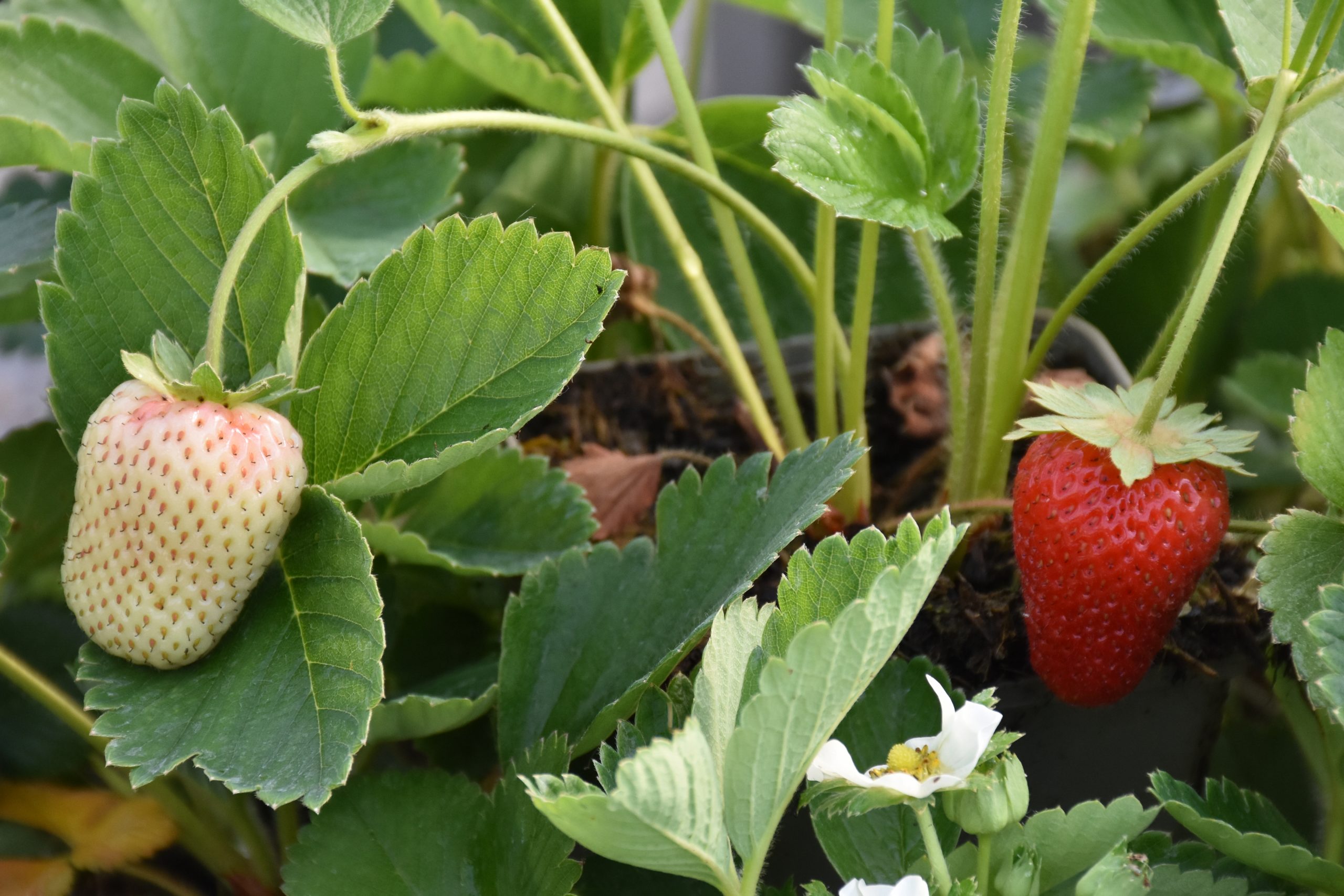 13273_fragaria_ananassa_delikatess_XS_001.jpg