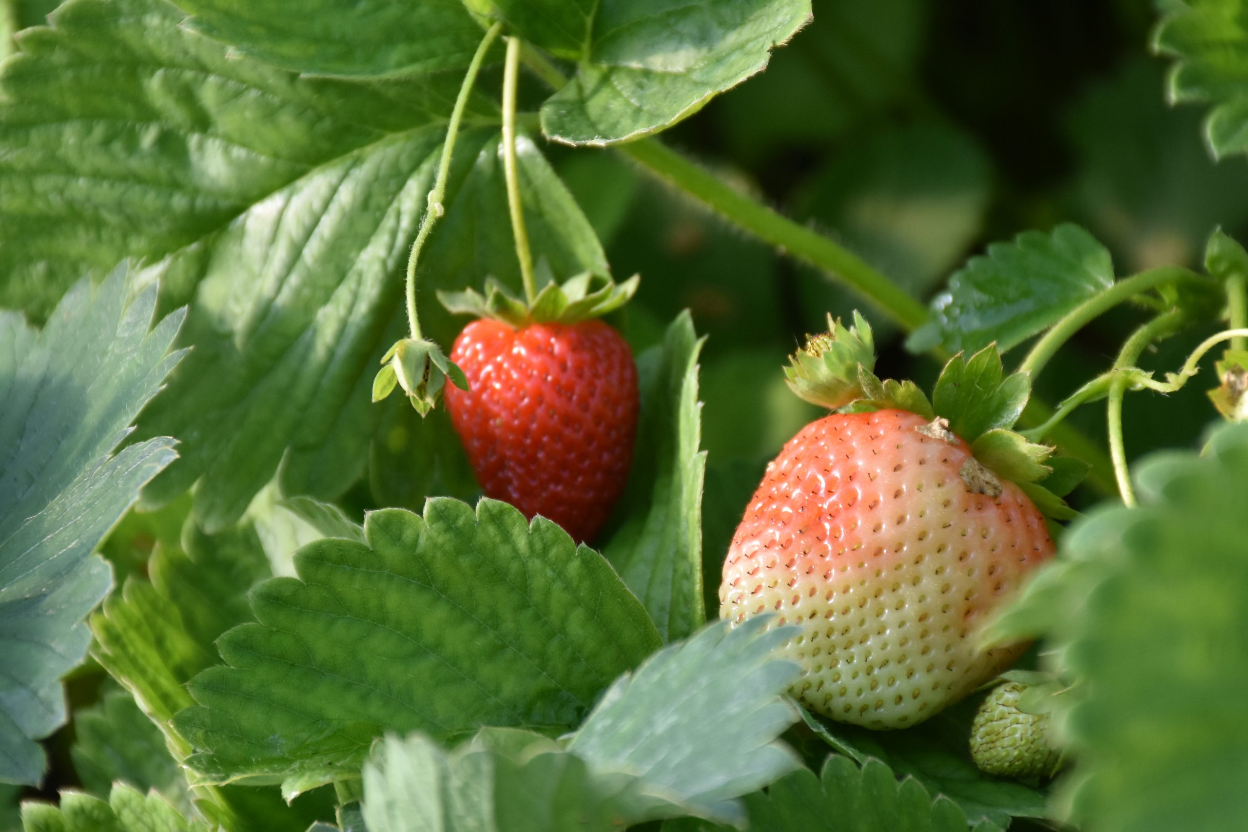 13275_fragaria_ananassa_florika_XS_001.jpg
