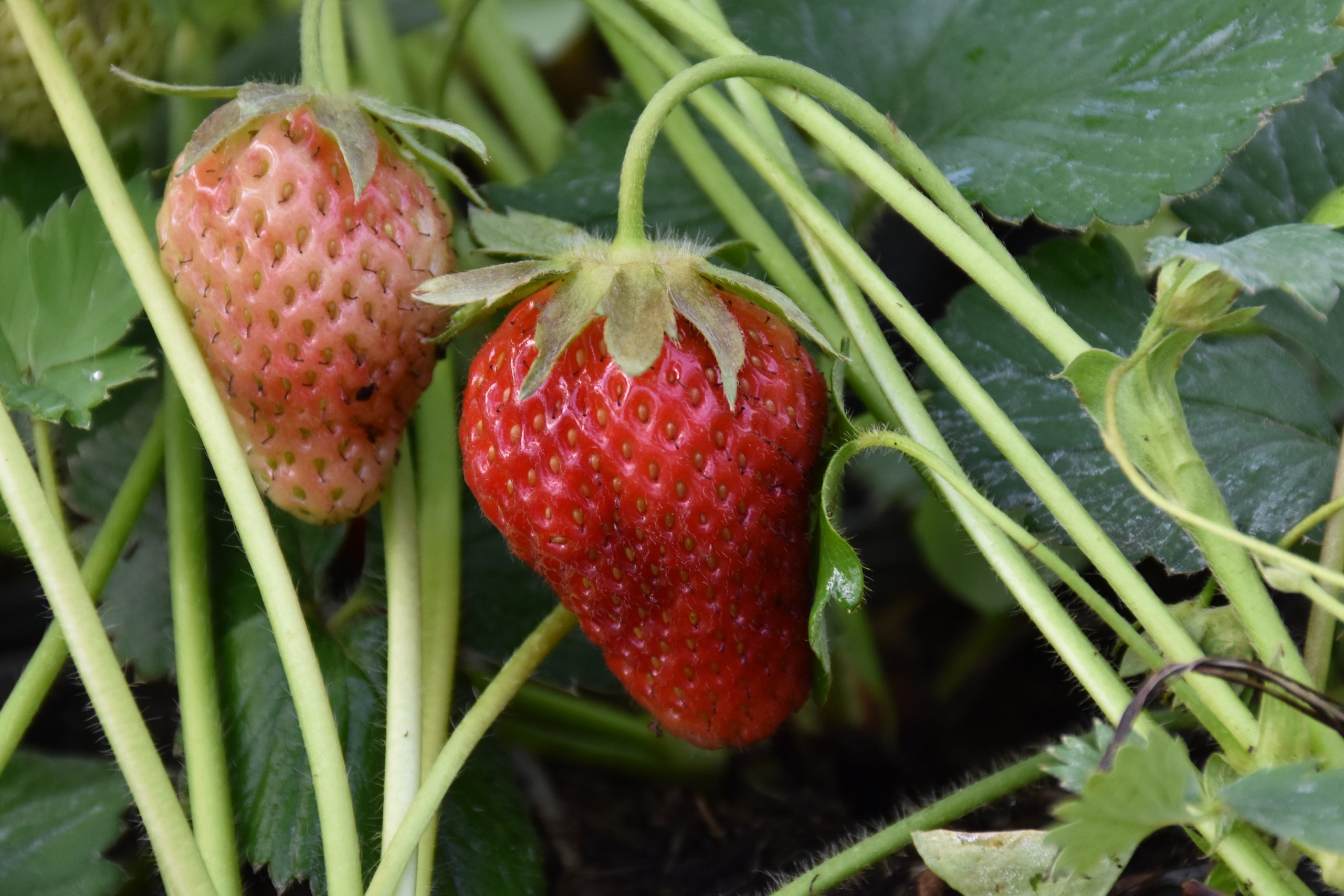 13276_fragaria_ananassa_korona_XS_001.jpg