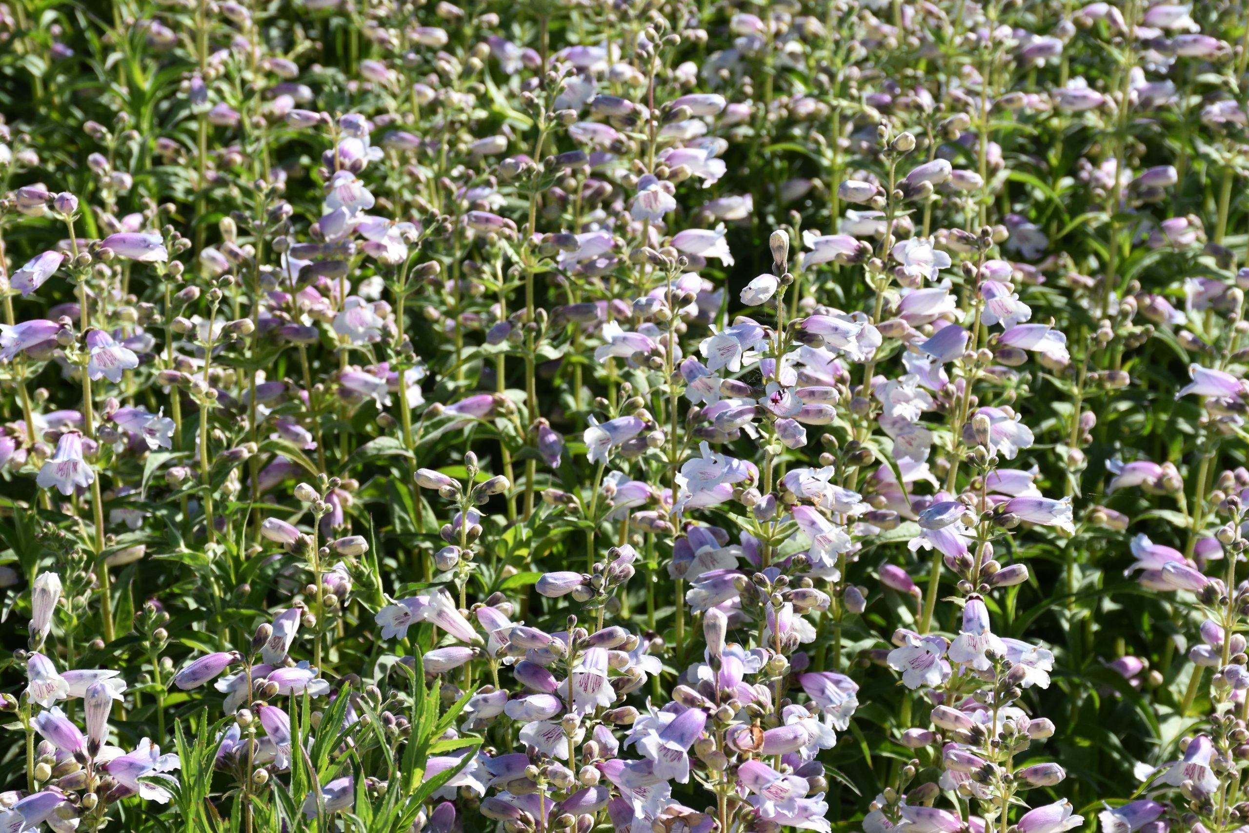 13281_penstemon_cult_sour_grapes_XS_001.jpg