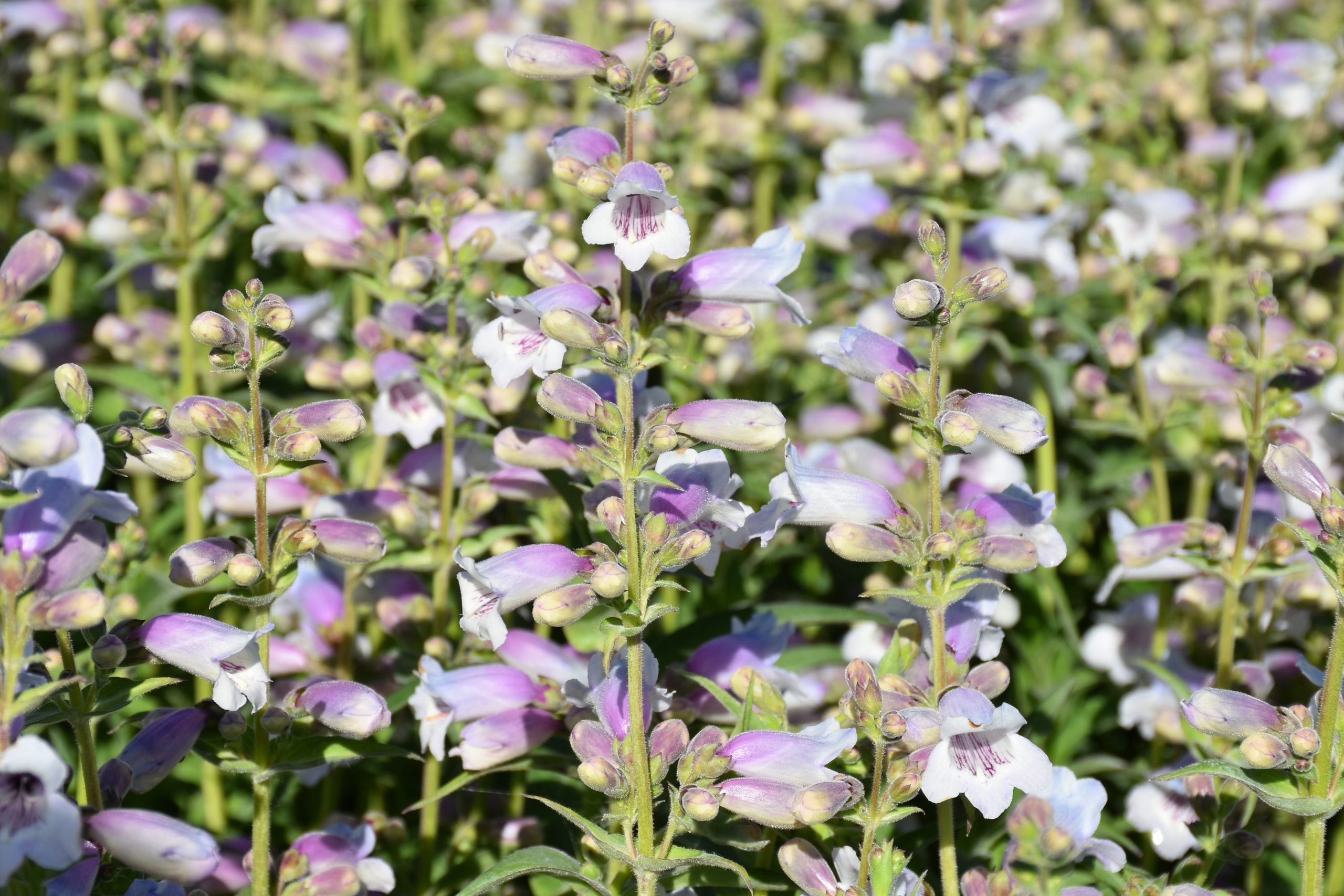 13282_penstemon_cult_sour_grapes_XS_002.jpg