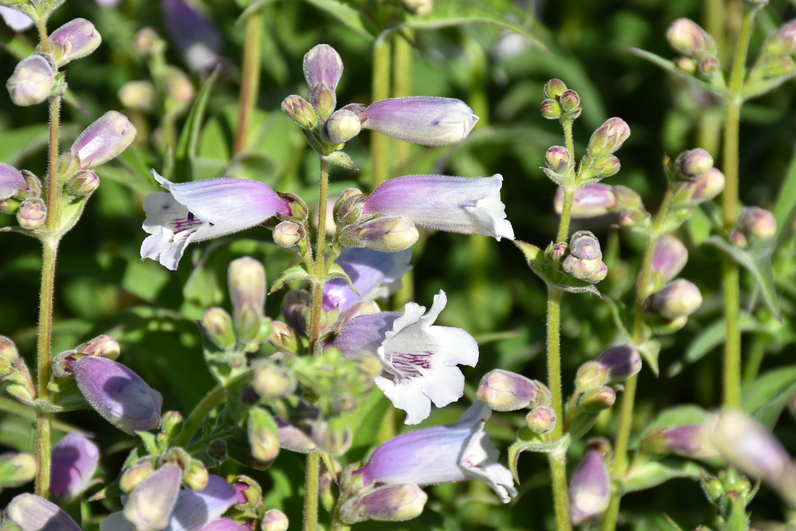 13283_penstemon_cult_sour_grapes_XS_003.jpg