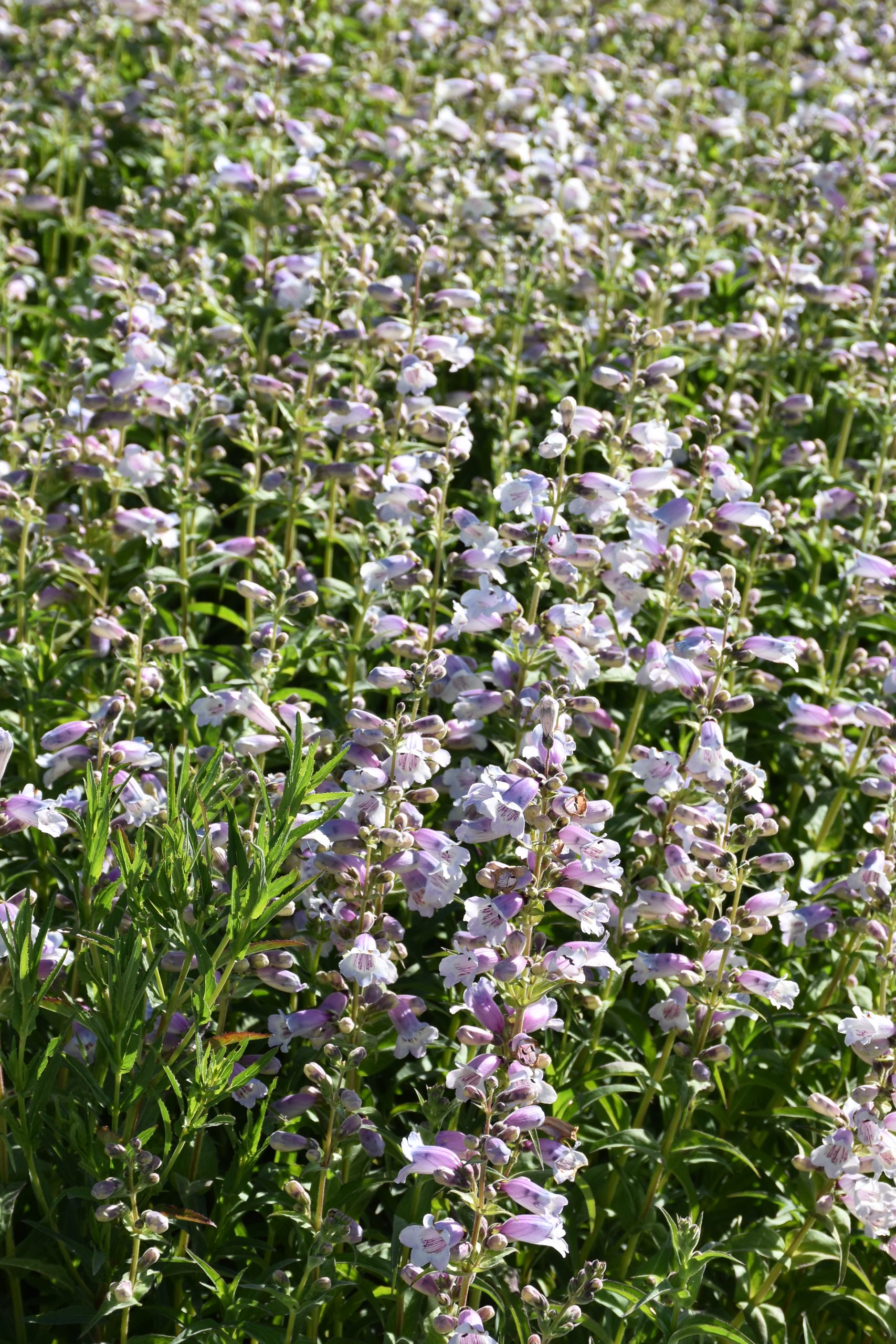 13284_penstemon_cult_sour_grapes_XS_004.jpg