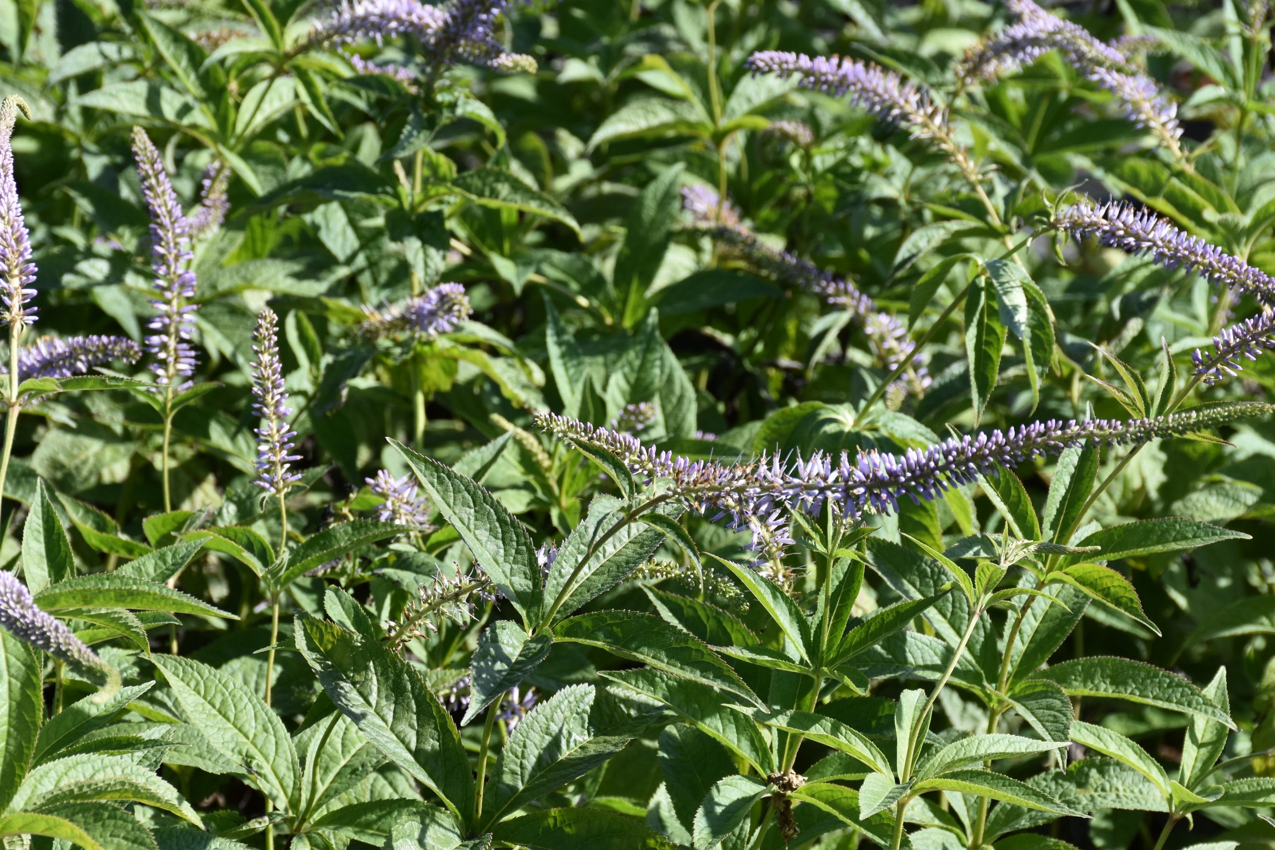 13289_veronicastrum_sibiricum_okamoto_XS_006.jpg