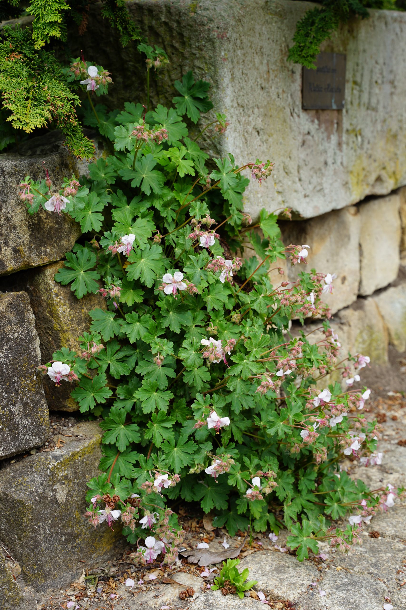 2152_geranium_cantabrigiense_biokovo_SS_001.jpeg