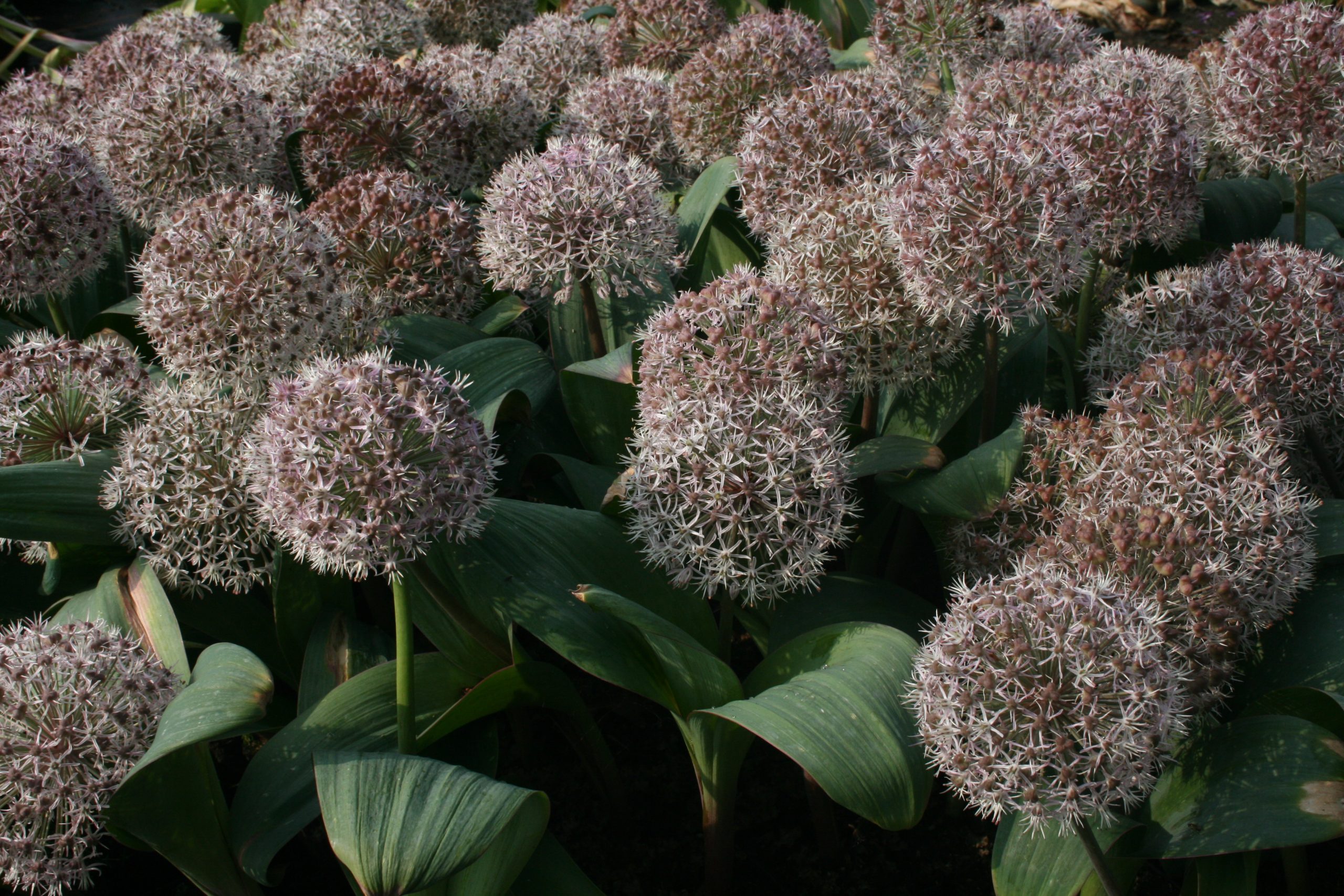 222_allium_karataviense_SS_001.jpeg