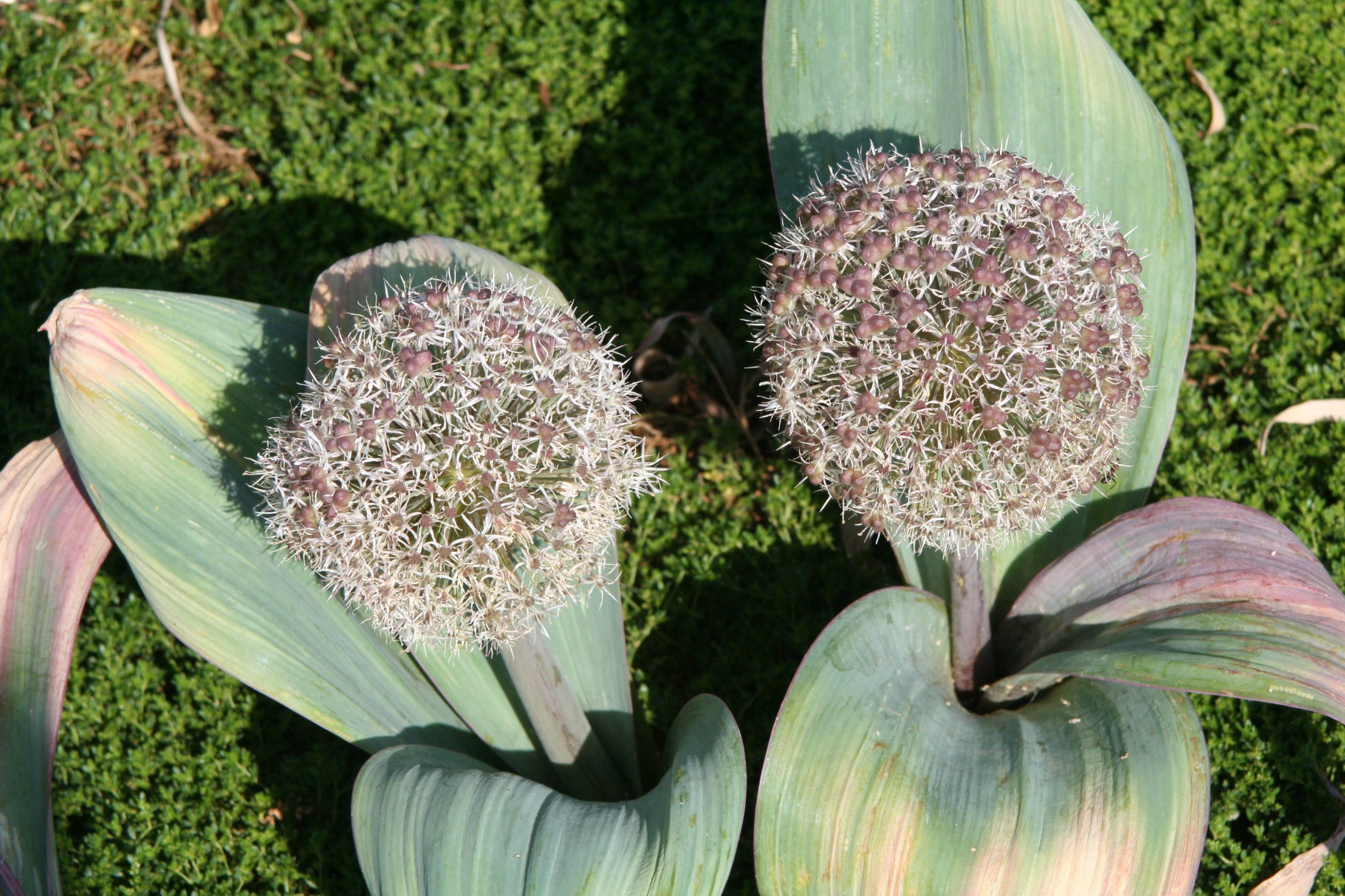 224_allium_karataviense_ZK_003.jpeg