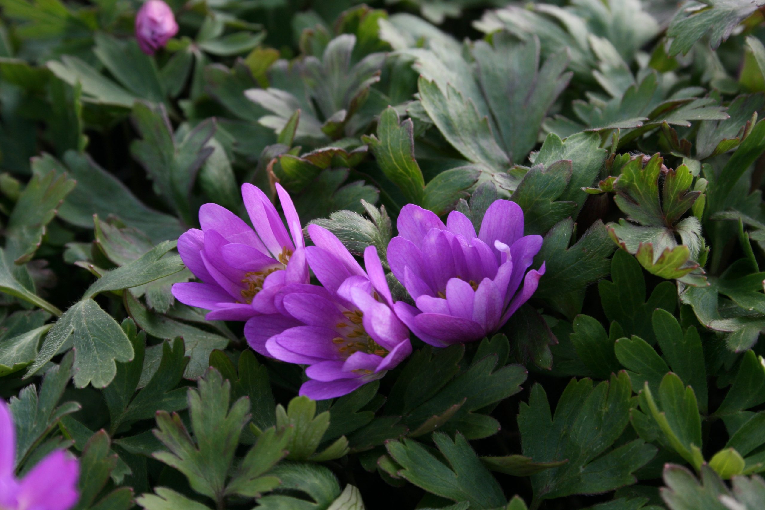 301_anemone_blanda_charmer_SS_001.jpeg