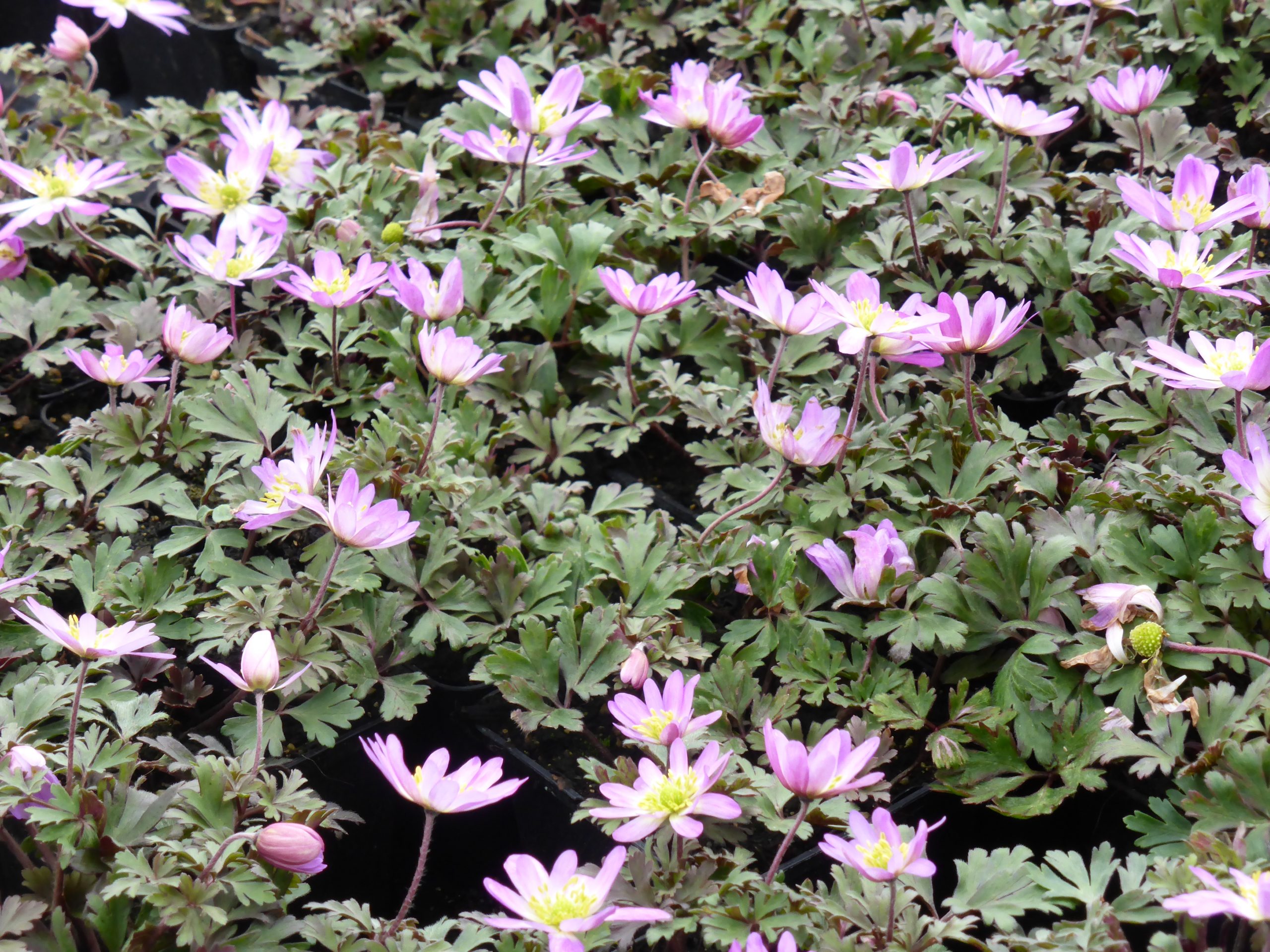 302_anemone_blanda_charmer_SS_002.jpeg