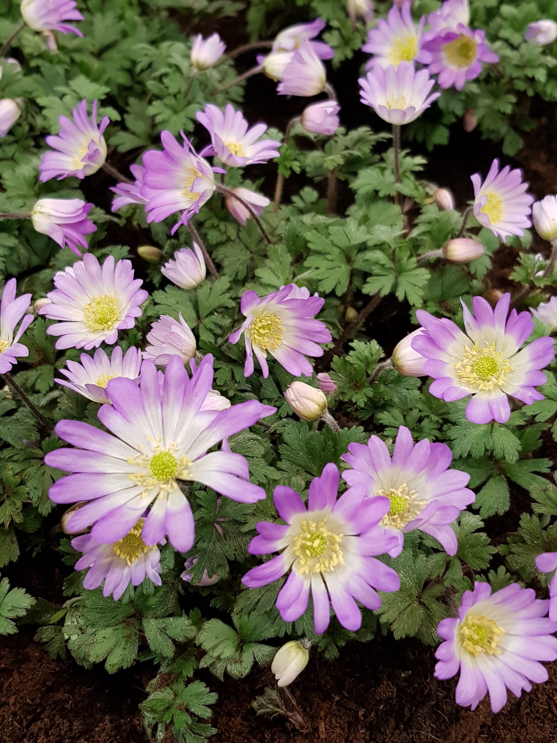 303_anemone_blanda_charmer_ZK_003.jpeg