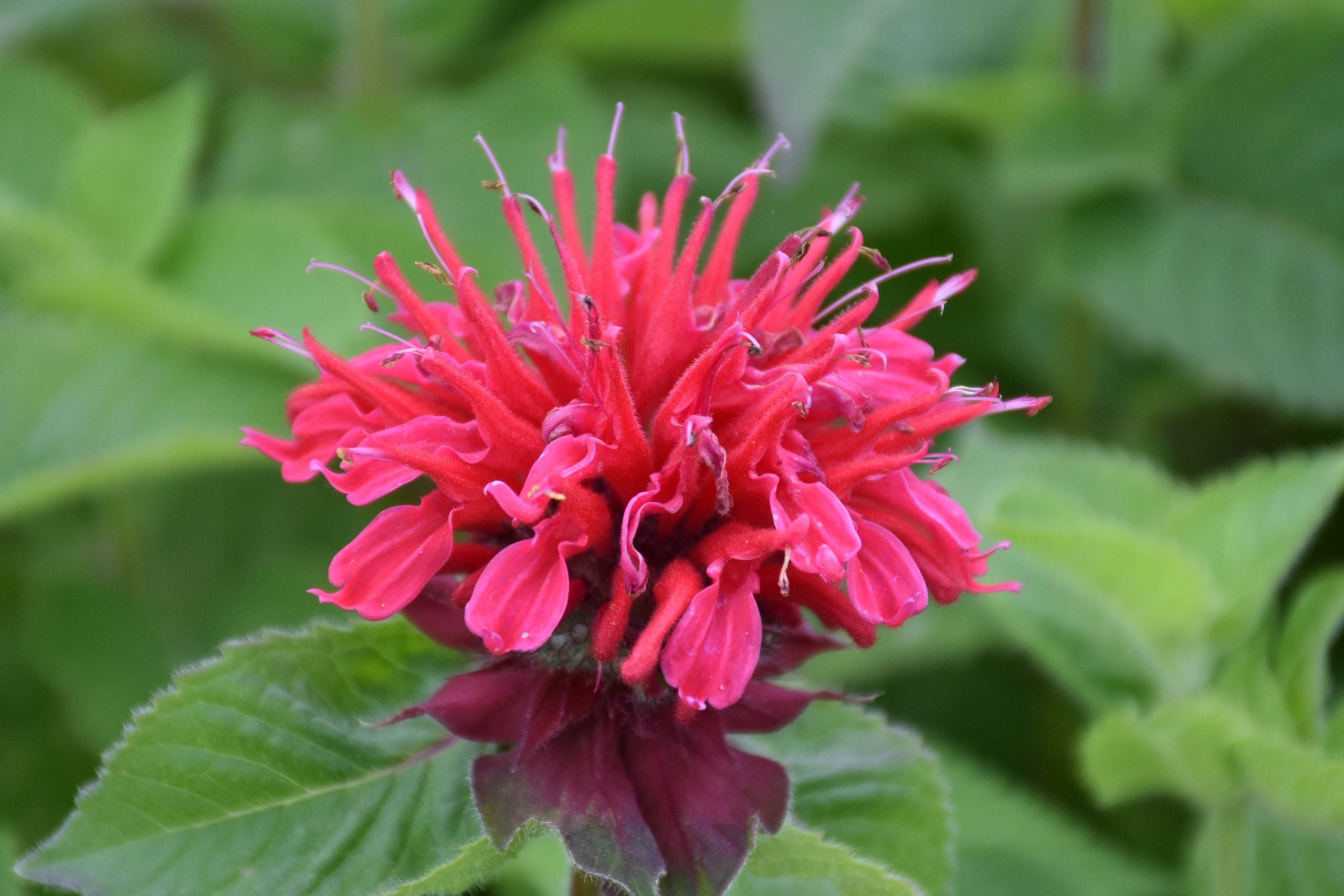 3325_monarda_fistulosa_bee_happy_XS_002.jpeg