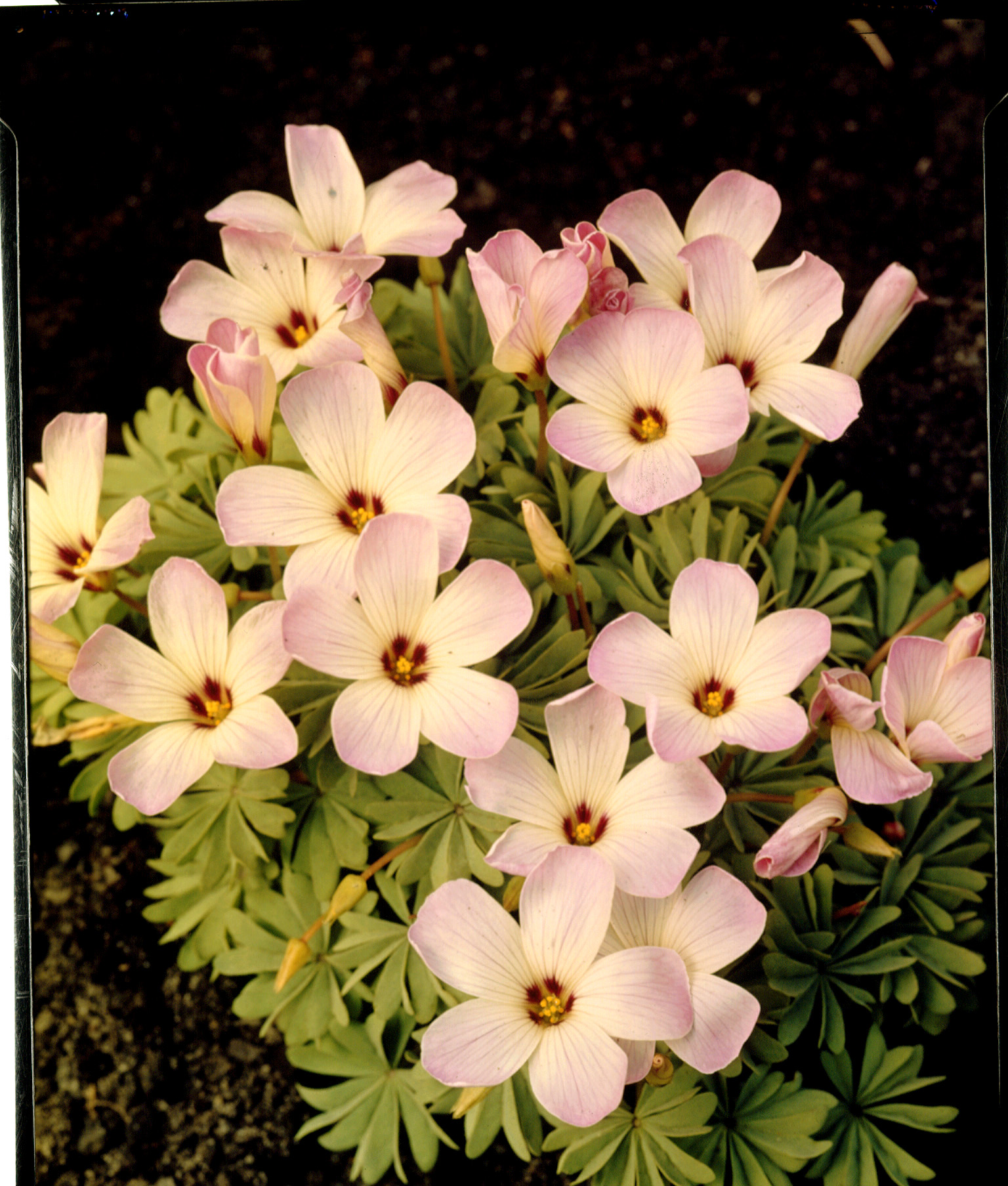 3456_oxalis_adenophylla_ZK_001.jpeg