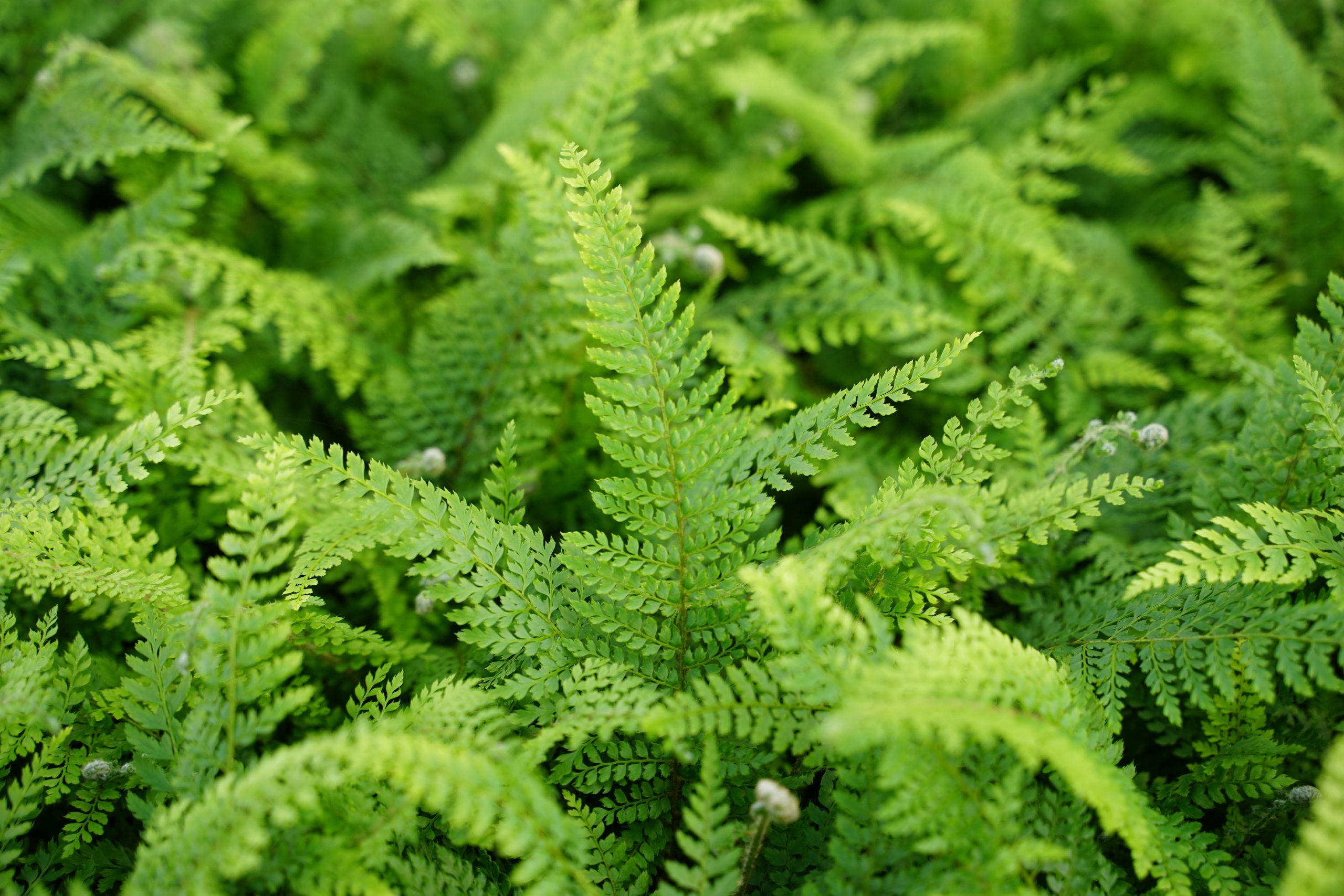 3820_polystichum_setiferum_proliferum_SS_001.jpeg