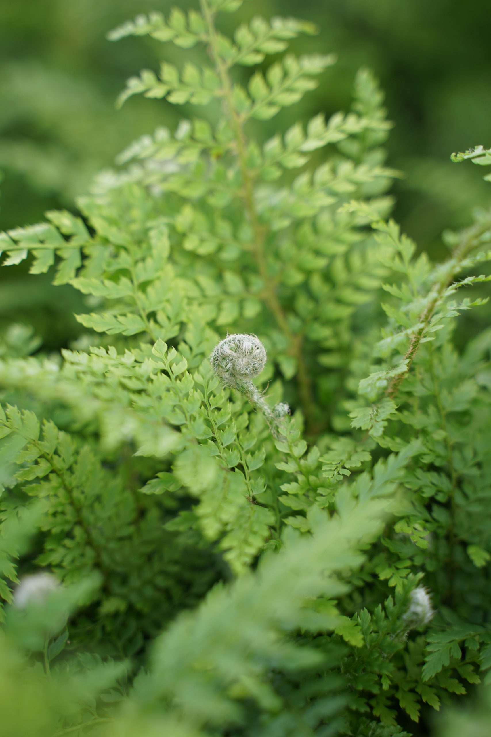 3821_polystichum_setiferum_proliferum_SS_002.jpeg