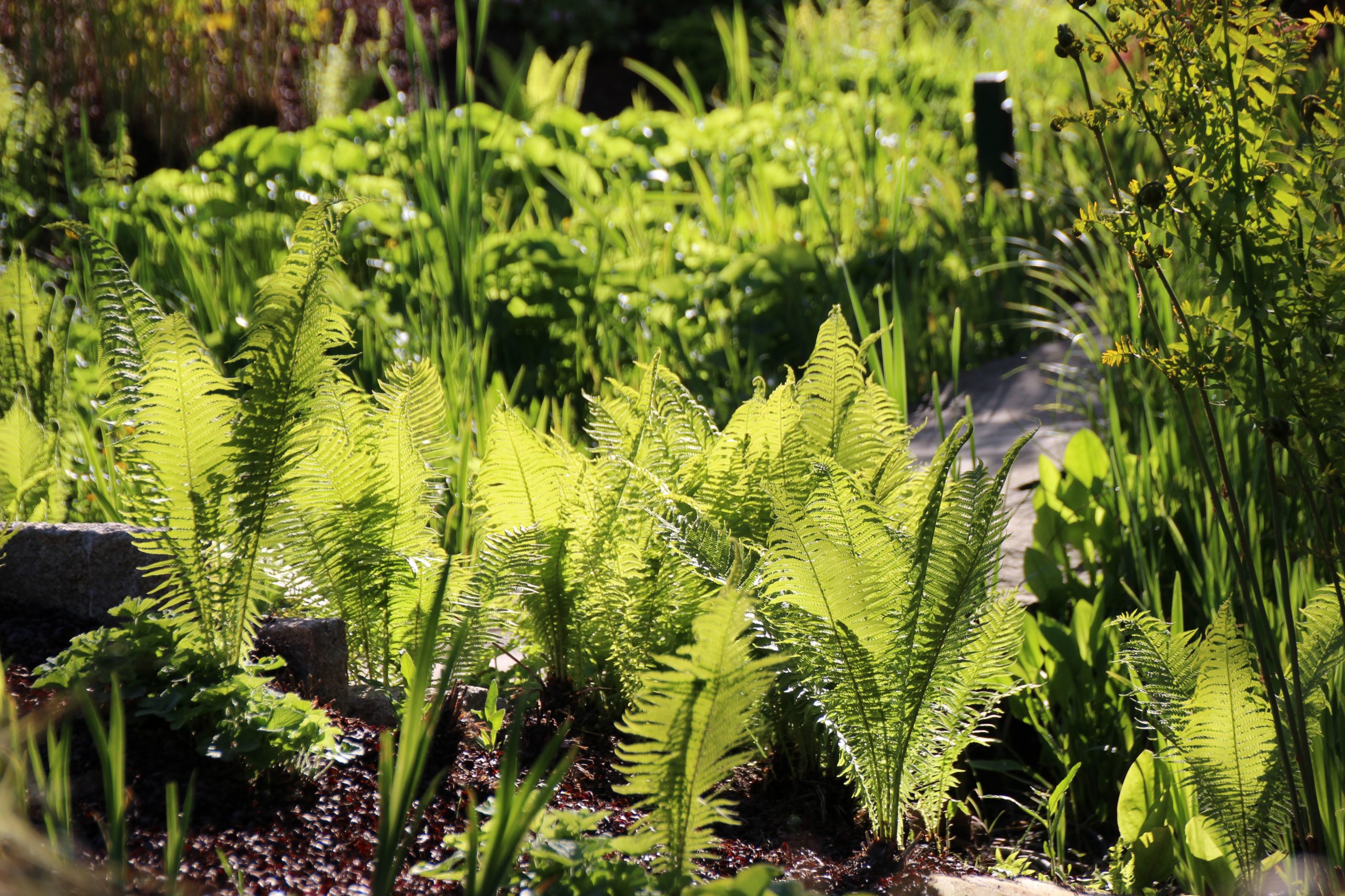 3823_polystichum_setiferum_proliferum_SS_004.jpeg