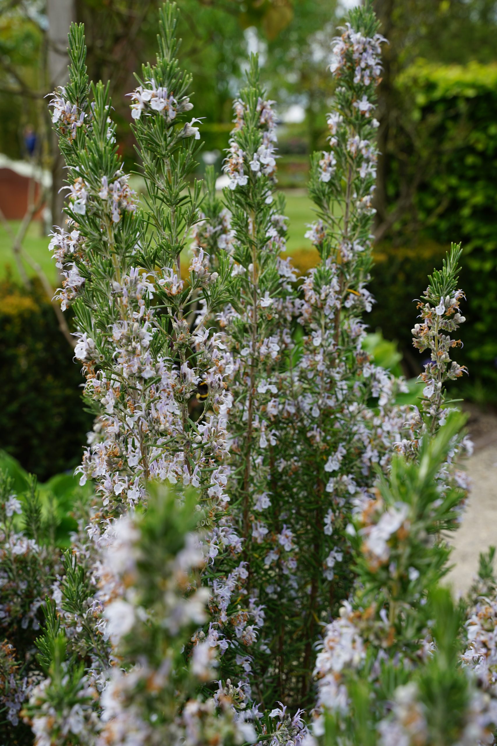 3981_rosmarinus_officinalis_SS_001.jpeg