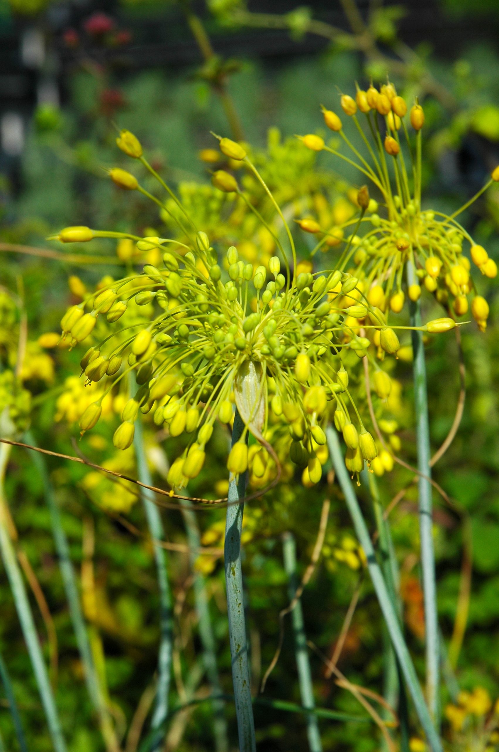 4760_allium_flavum_XS_001.jpeg