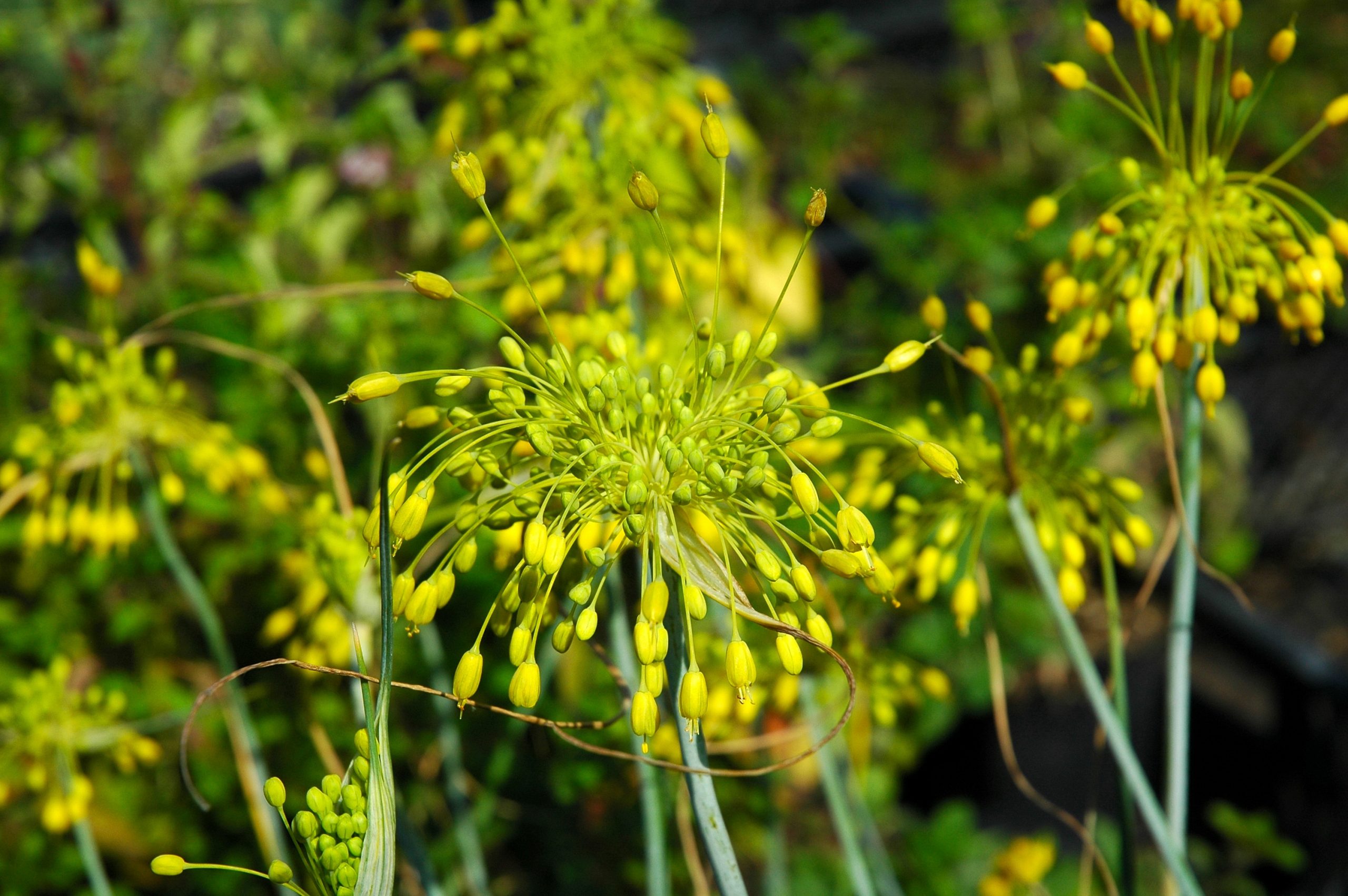 4761_allium_flavum_XS_002.jpeg