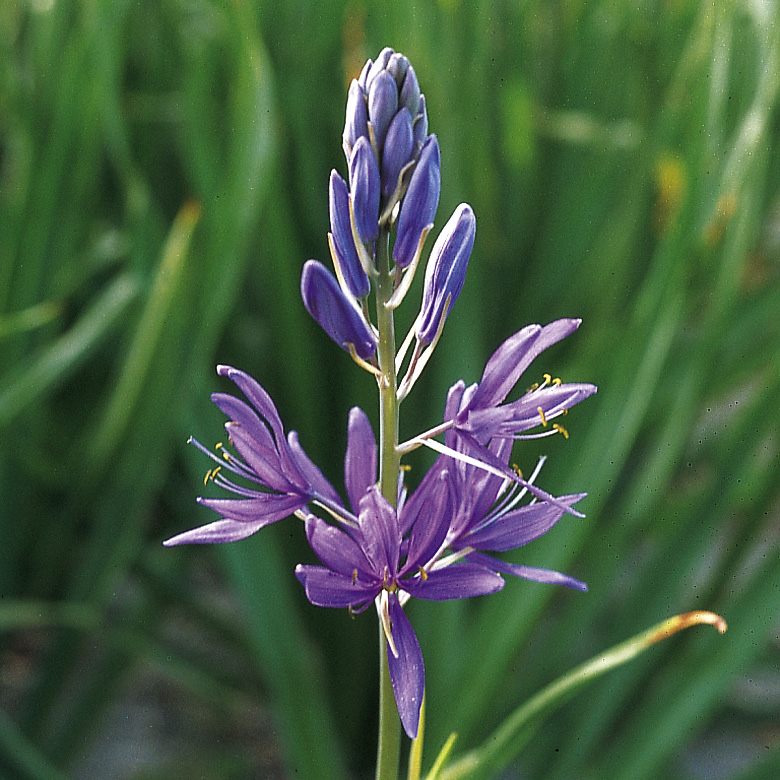 4823_camassia_quamash_ZK_001.jpeg