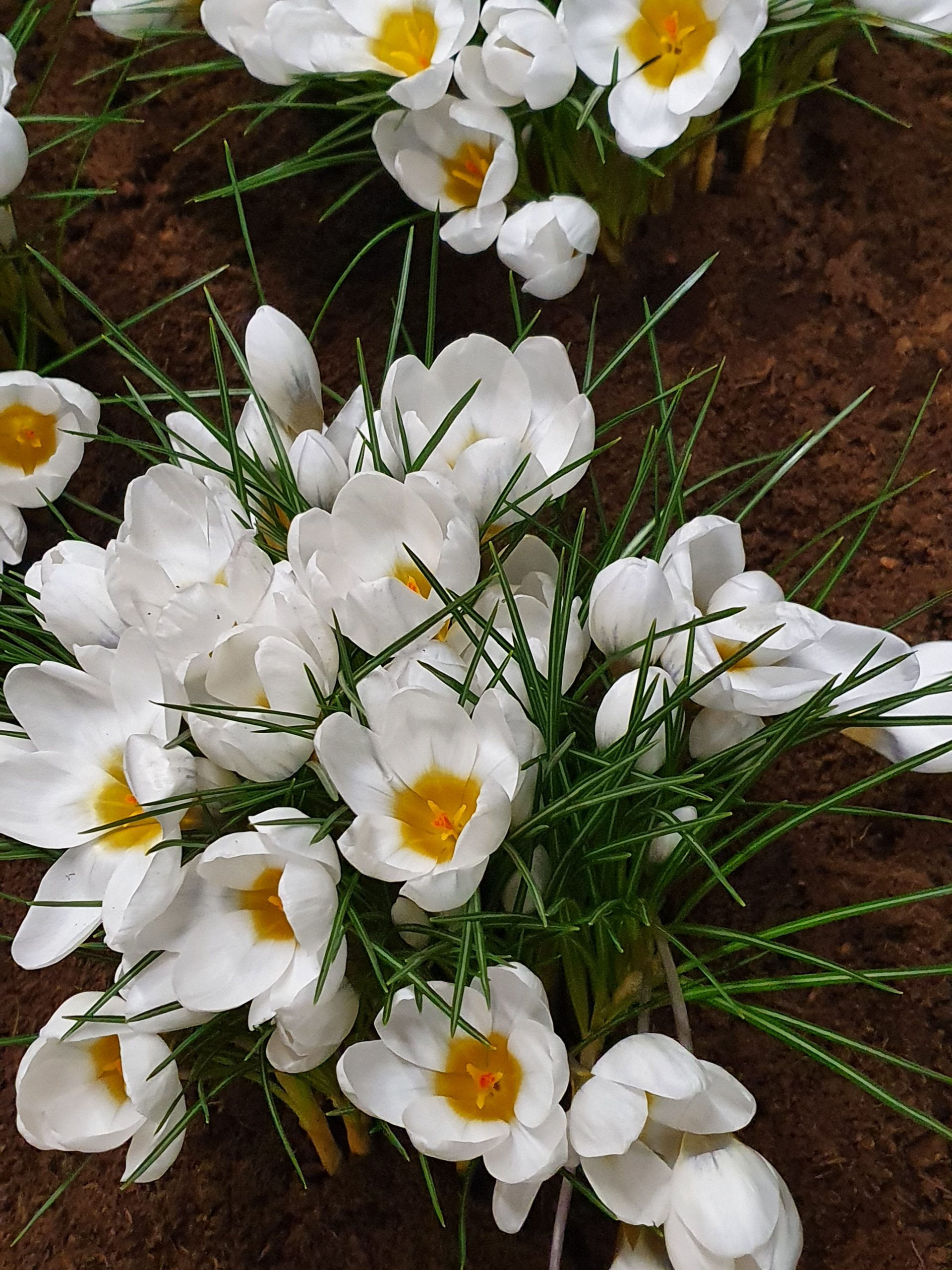 4878_crocus_chrysanthus_ard_schenk_ZK_001.jpeg
