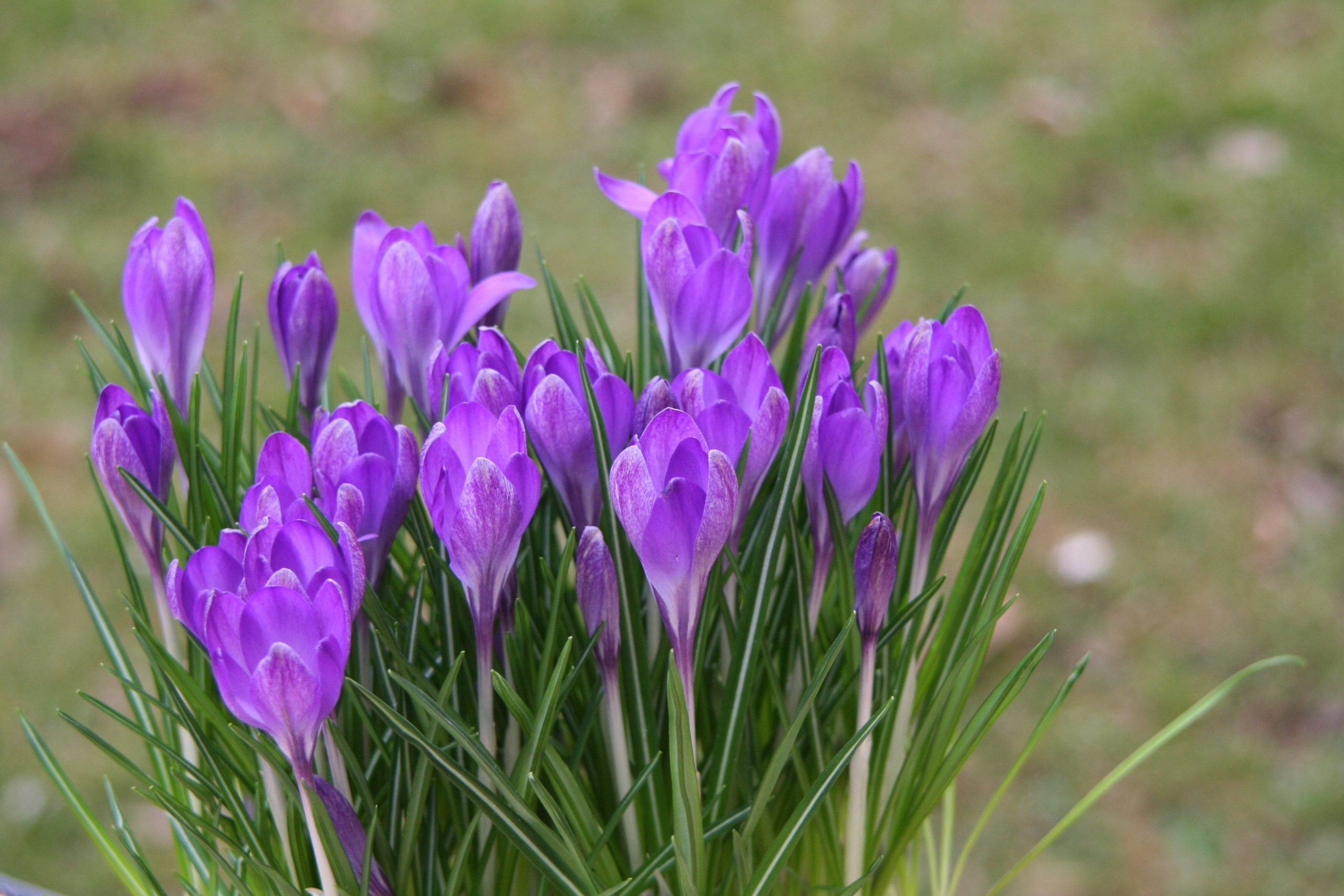 4879_crocus_tommasinianus_ruby_giant_ZK_001.jpeg