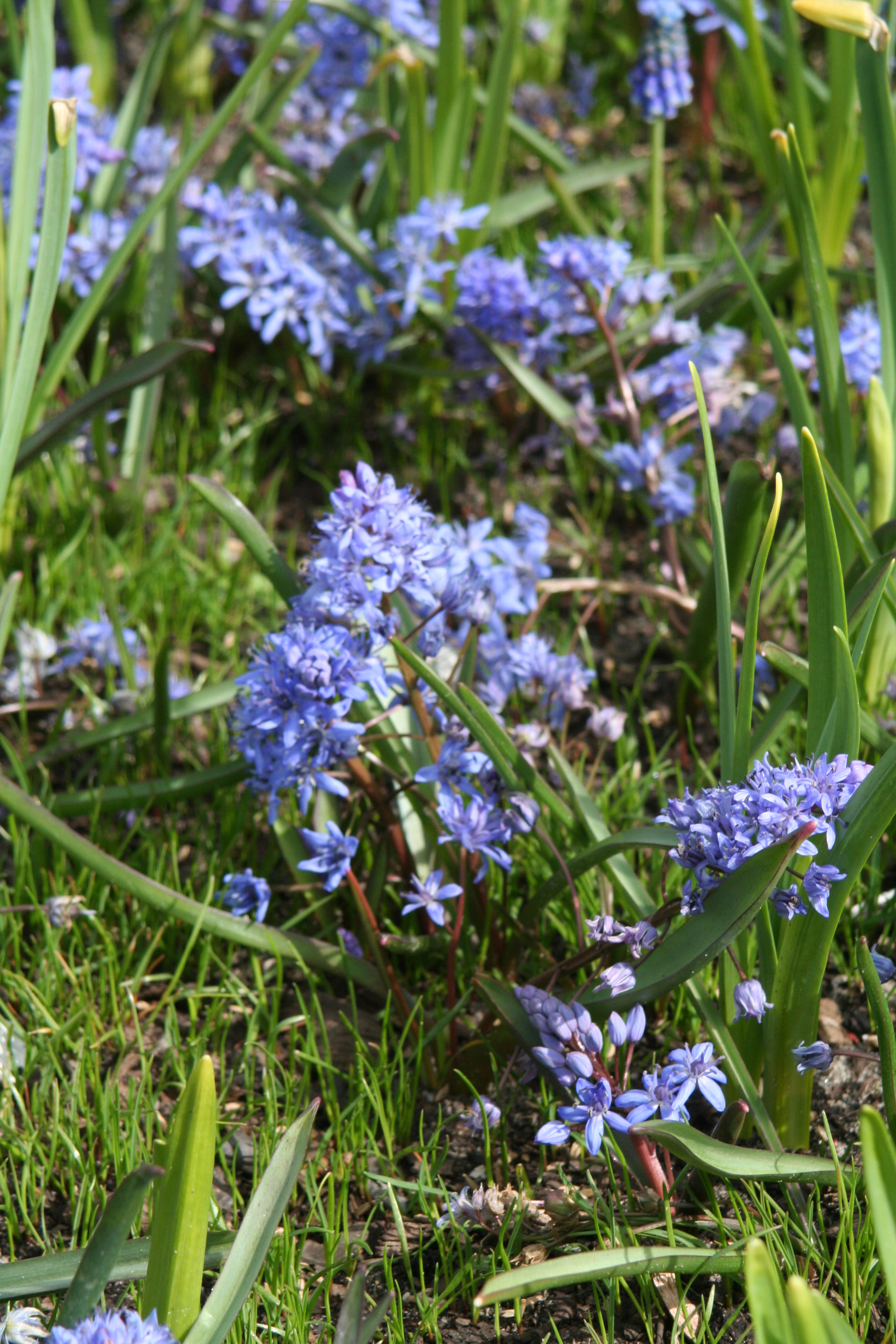 5102_scilla_bifolia_ZK_001.jpeg