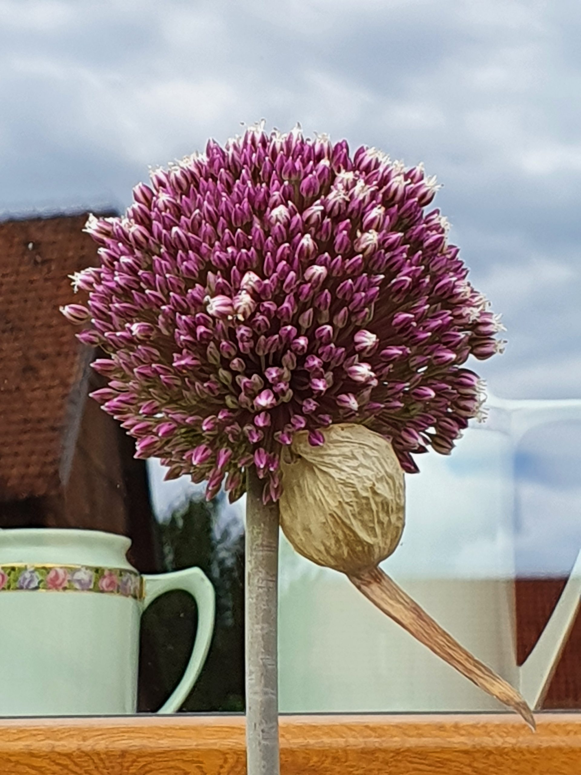 6038_allium_cultorum_summer_drummer_ZK_001.jpeg
