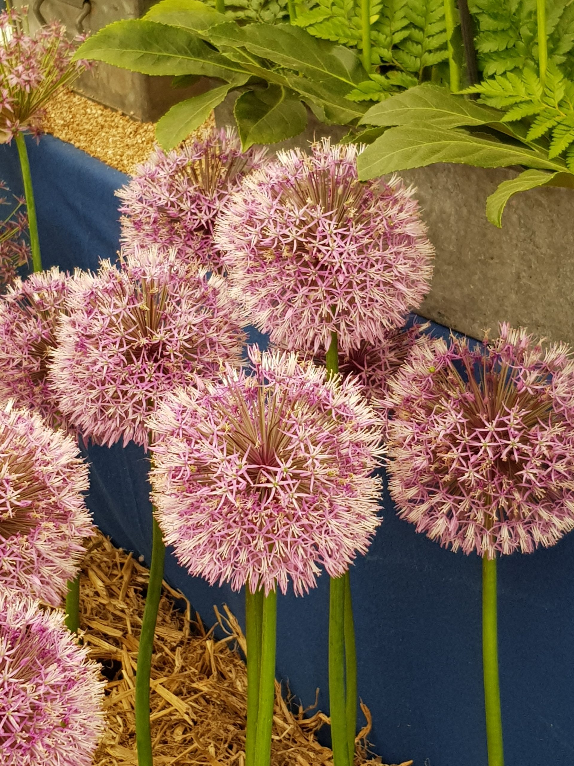 6049_allium_jesdianum_early_emperor_ZK_001.jpeg