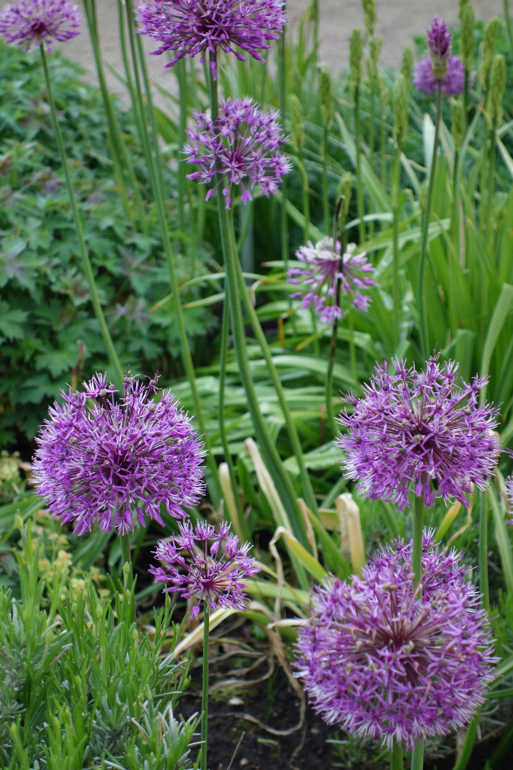 6050_allium_jesdianum_early_emperor_SS_002.jpeg