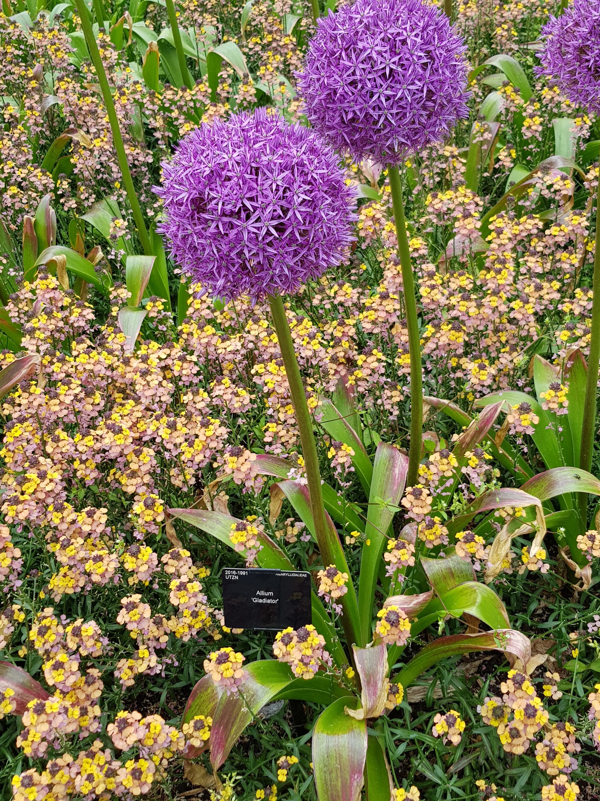 6051_allium_cultorum_gladiator_ZK_001.jpeg