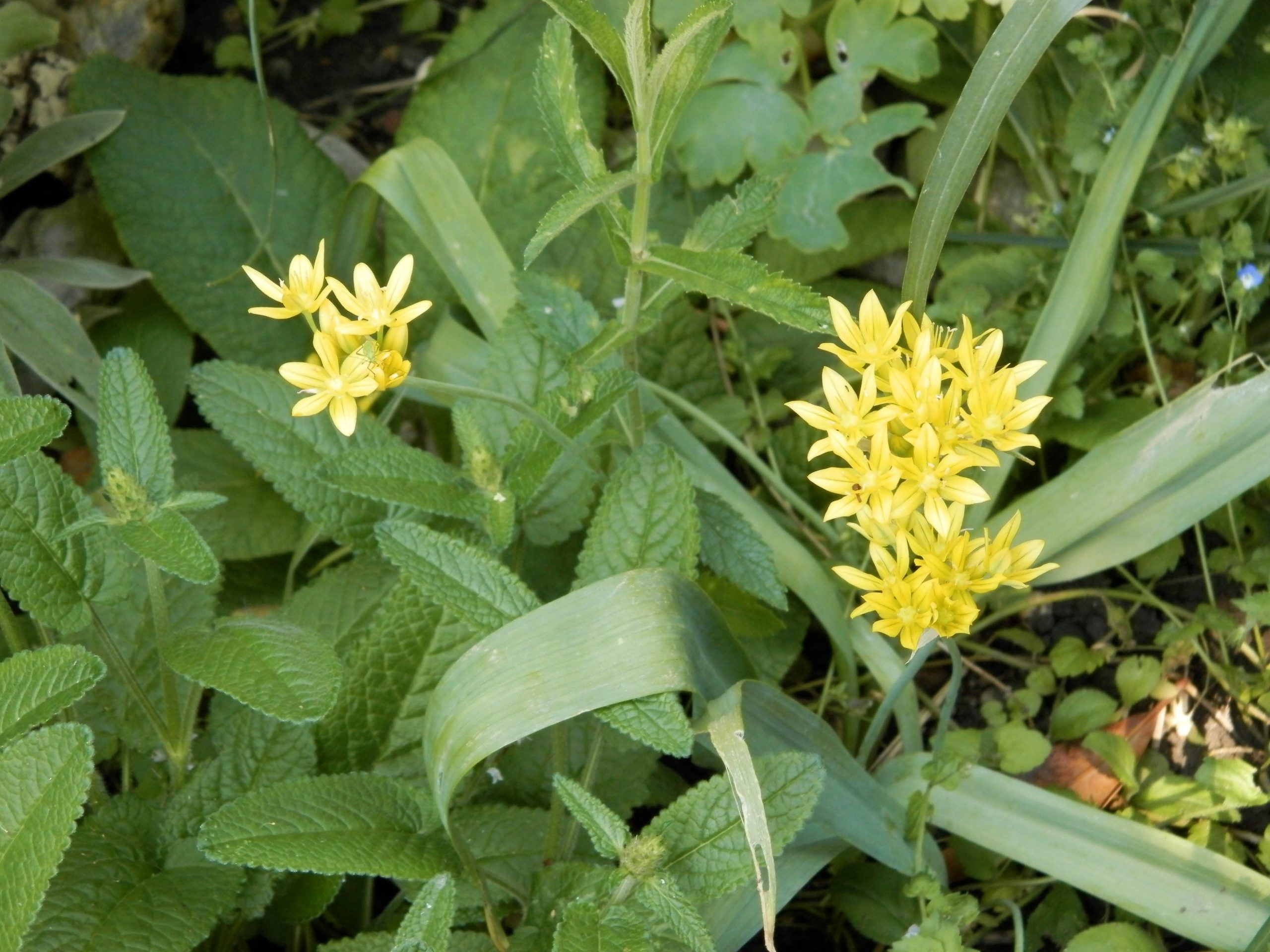 6061_allium_moly_jeannine_XS_002.jpeg