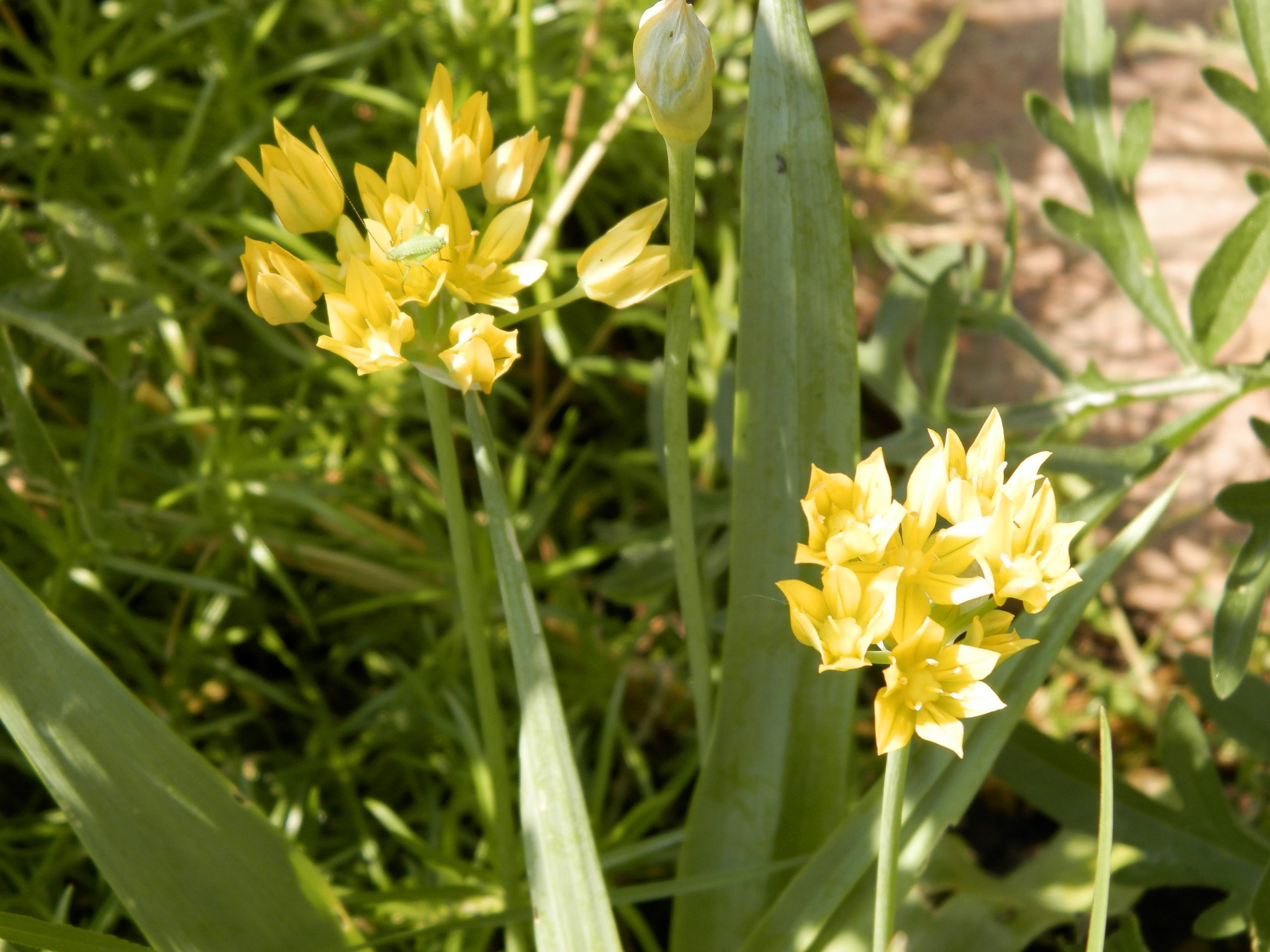 6062_allium_moly_jeannine_XS_003.jpeg