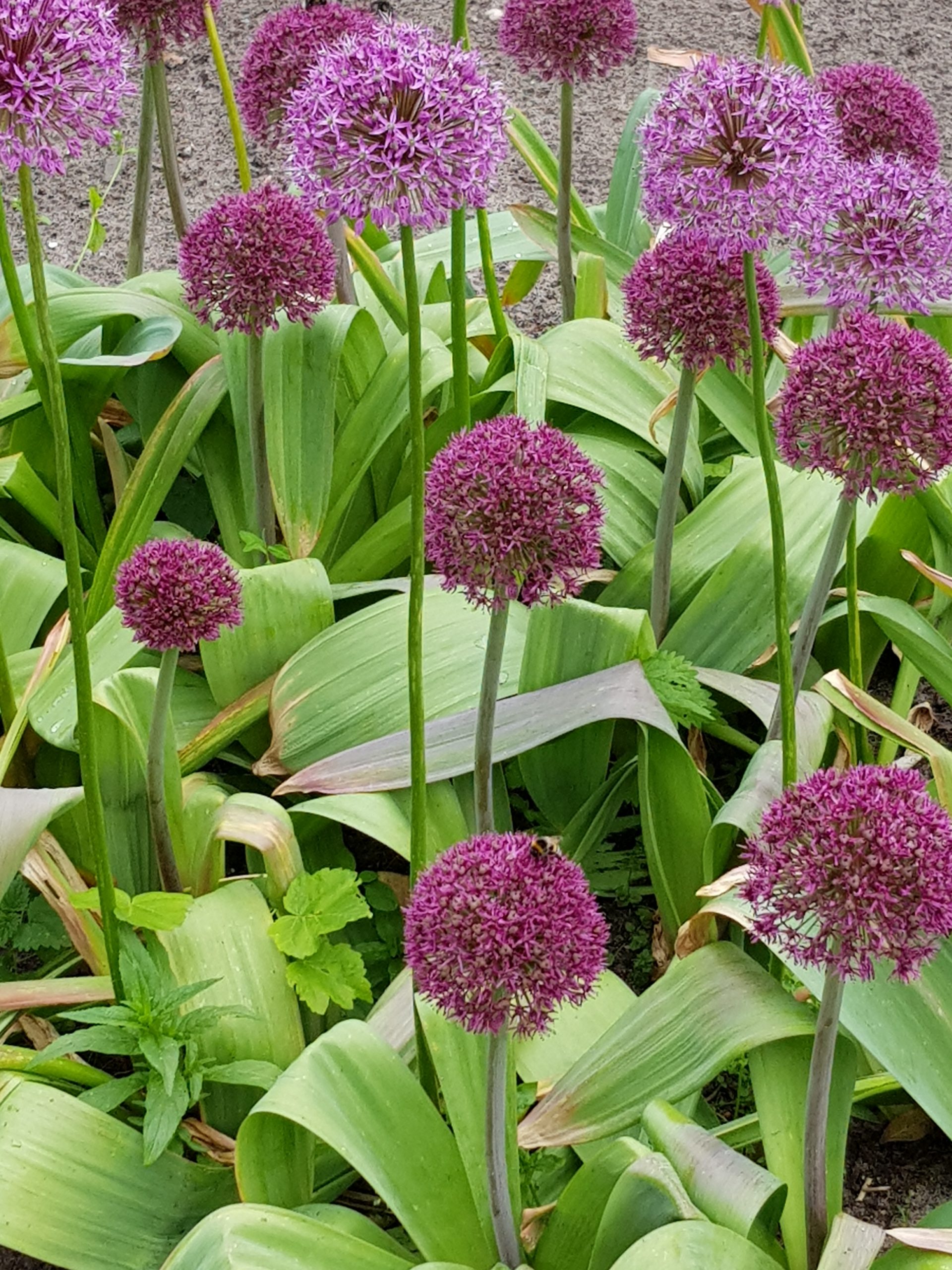 6066_allium_cultorum_ostara_ZK_001.jpeg