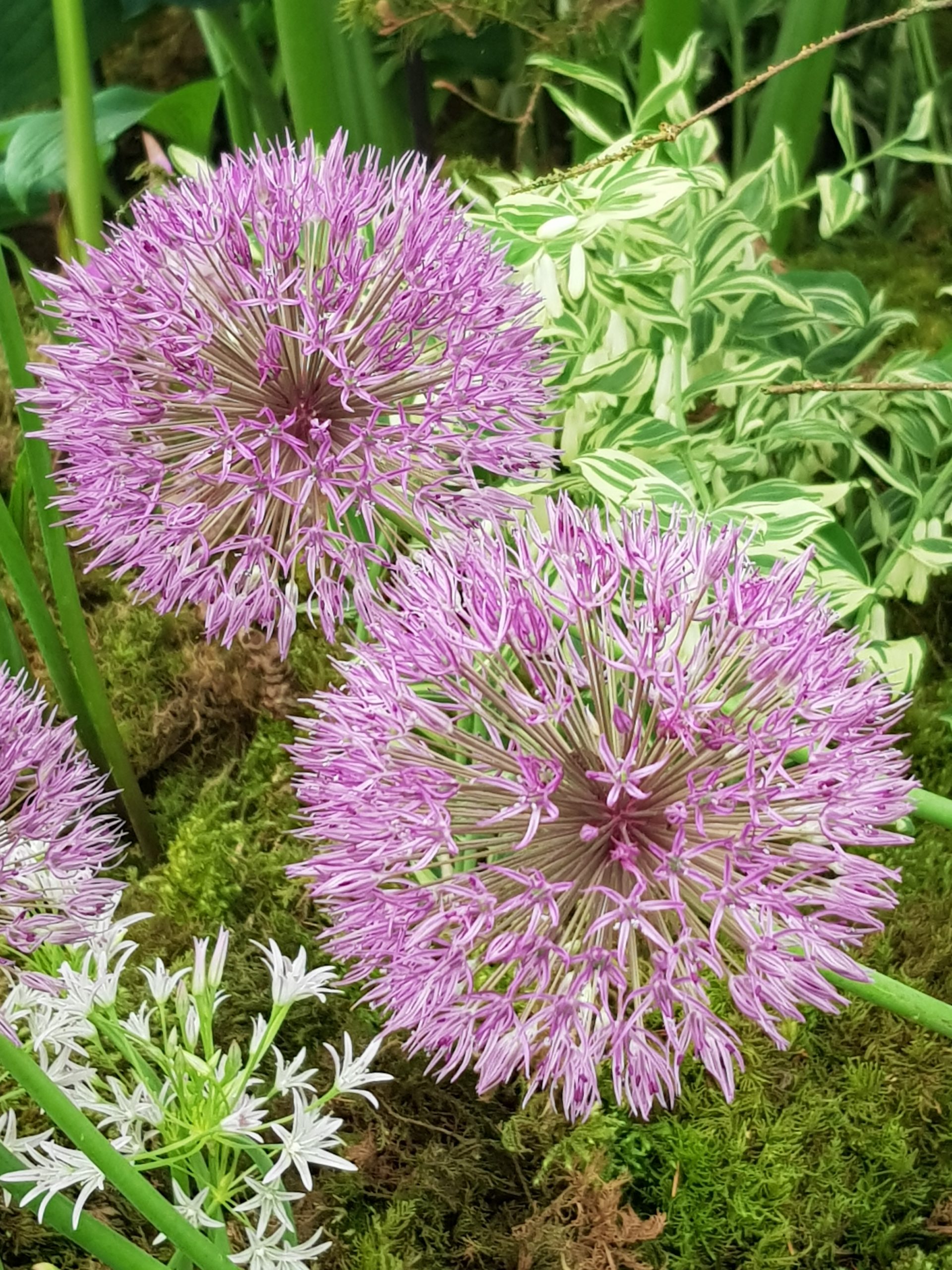 6069_allium_cultorum_powder_puff_ZK_001.jpeg