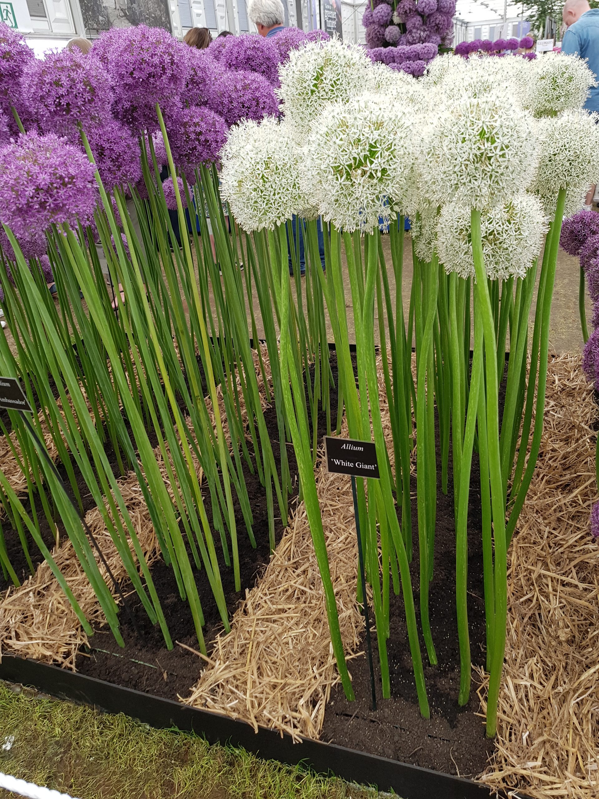 6076_allium_stipitatum_white_giant_ZK_001.jpeg