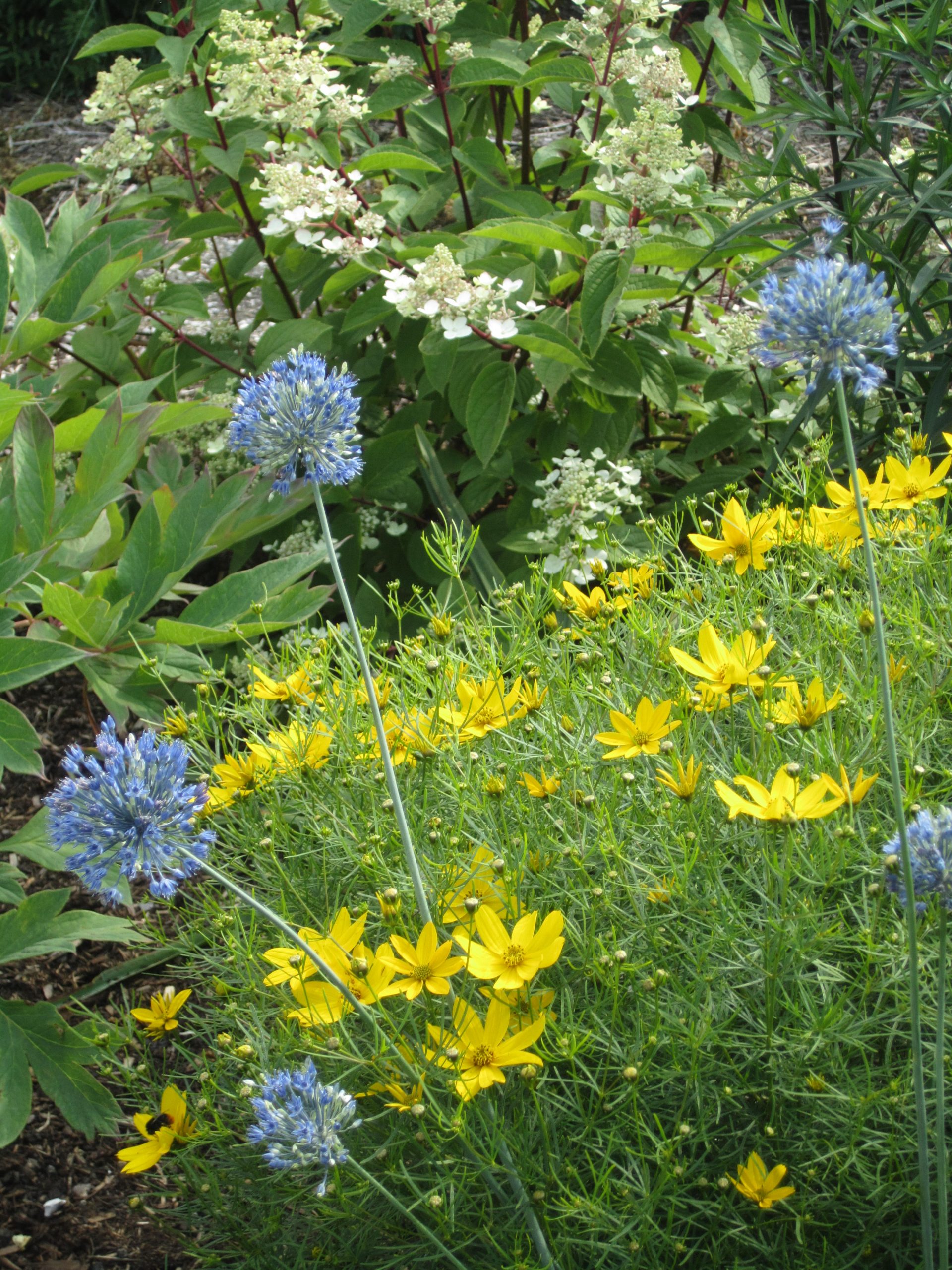 6077_allium_caeruleum_ZK_001.jpeg