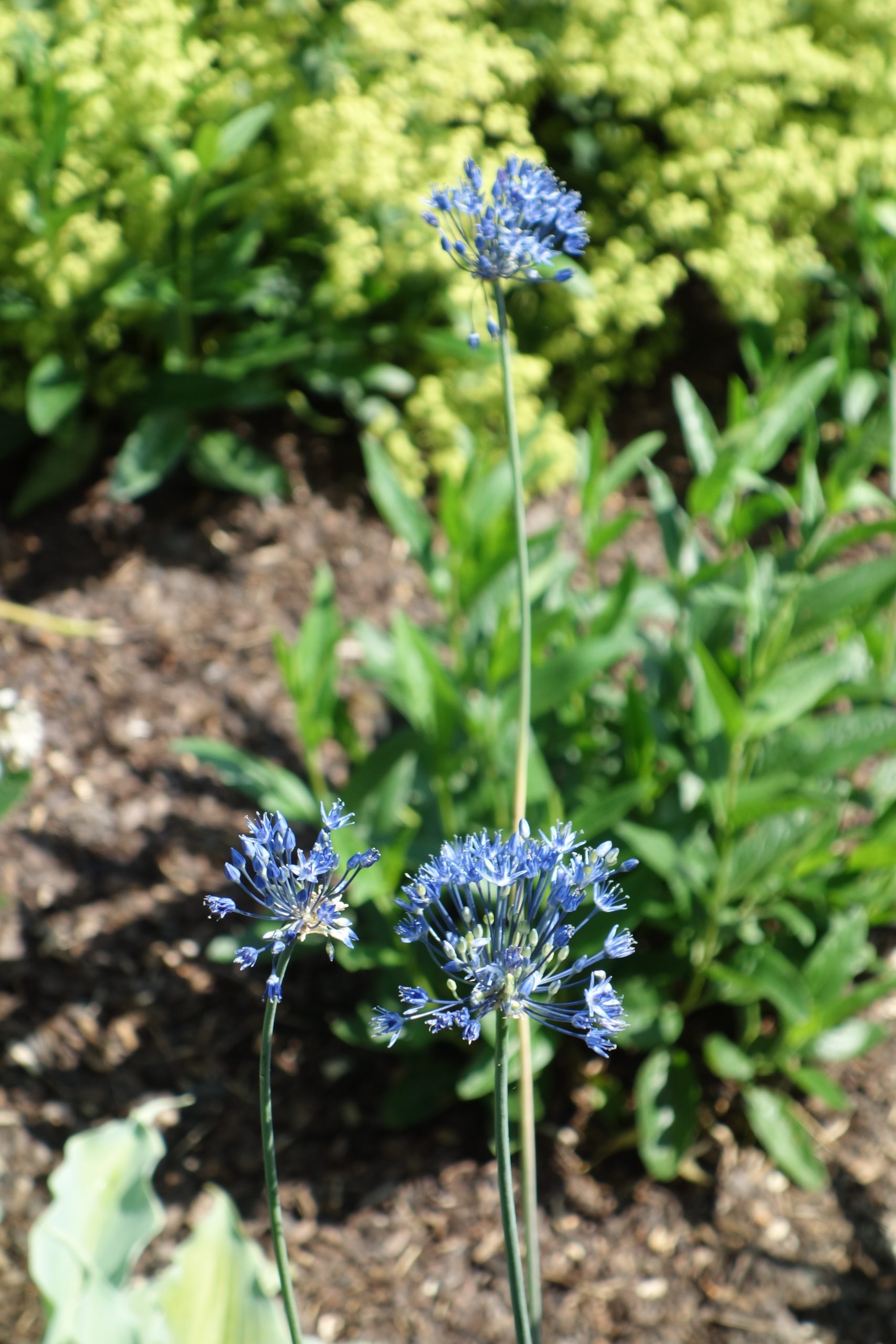 6078_allium_caeruleum_SS_002.jpeg