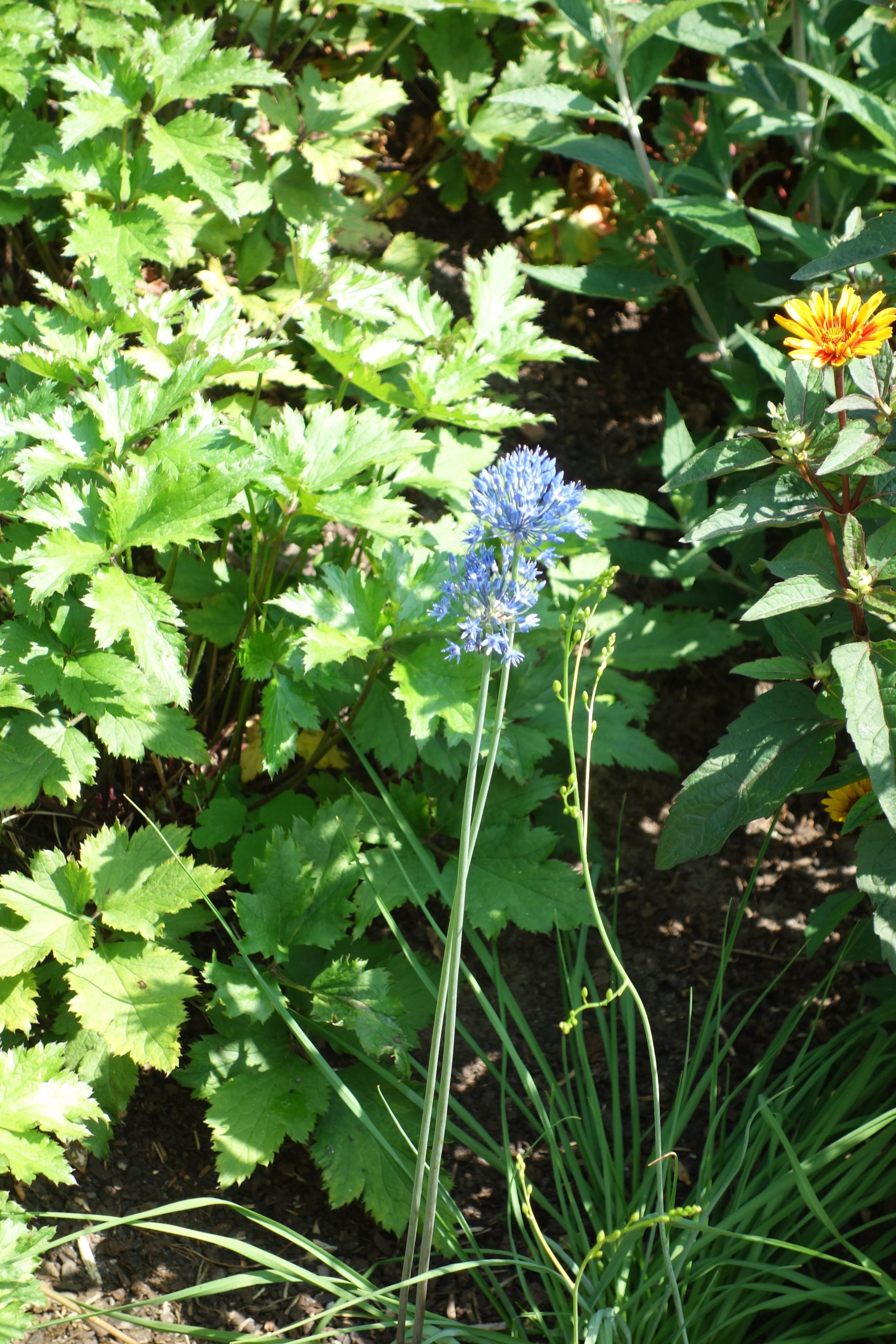 6079_allium_caeruleum_SS_003.jpeg