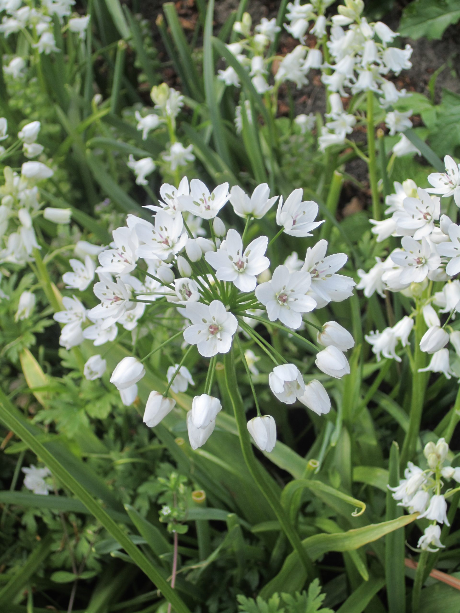 6080_allium_cowanii_ZK_001.jpeg