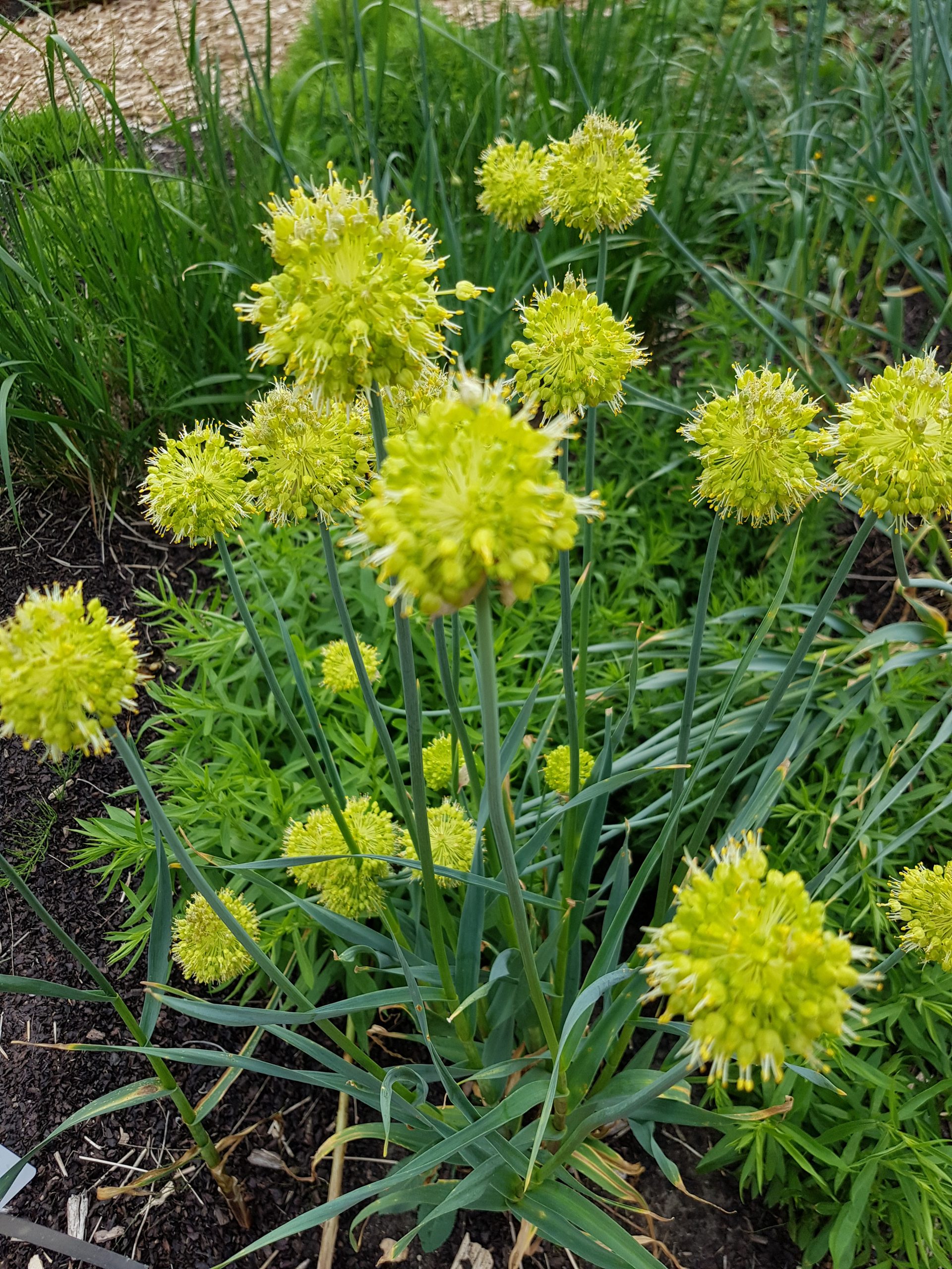 6083_allium_obliquum_ZK_001.jpeg