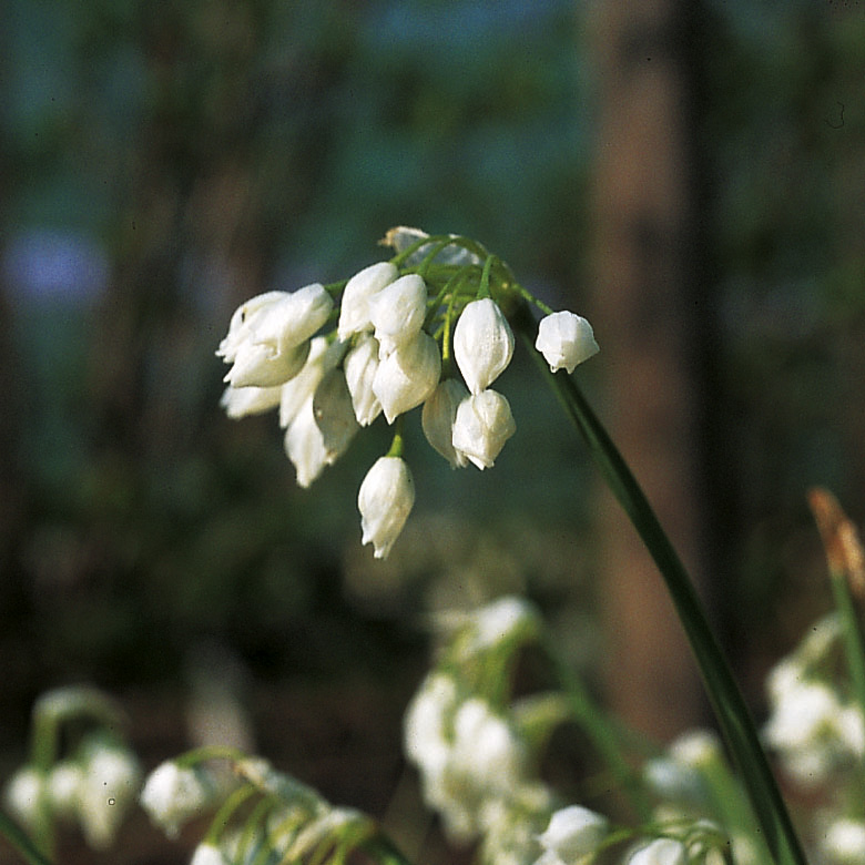 6084_allium_paradoxum_ZK_001.jpeg