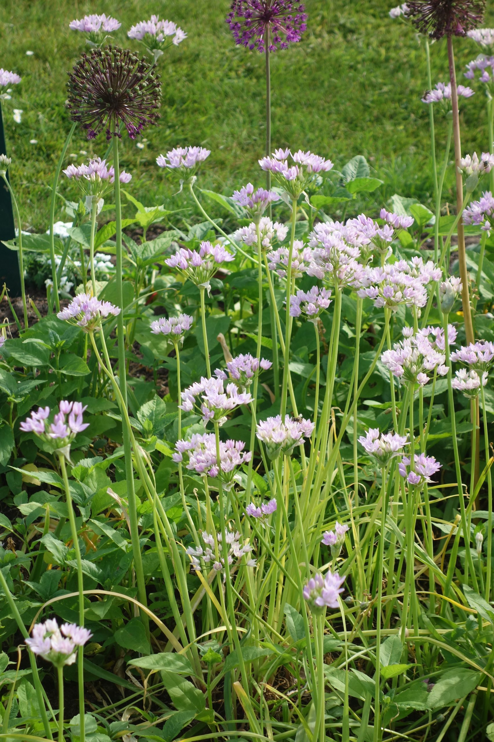 6089_allium_unifolium_SS_002.jpeg