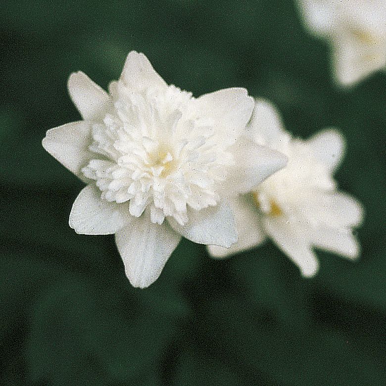 6098_anemone_nemorosa_vestal_ZK_001.jpeg