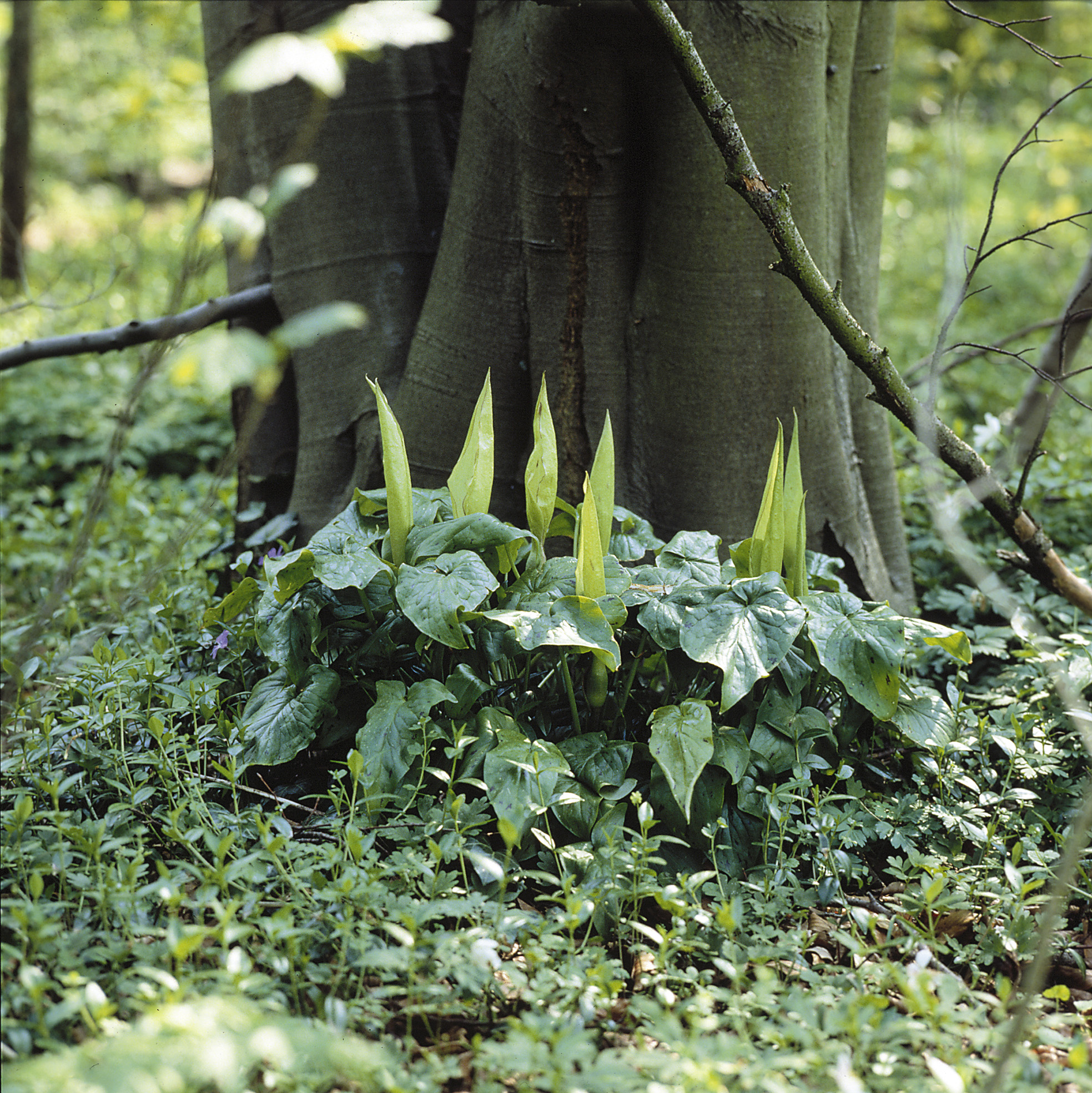 6099_arum_maculatum_ZK_001.jpeg